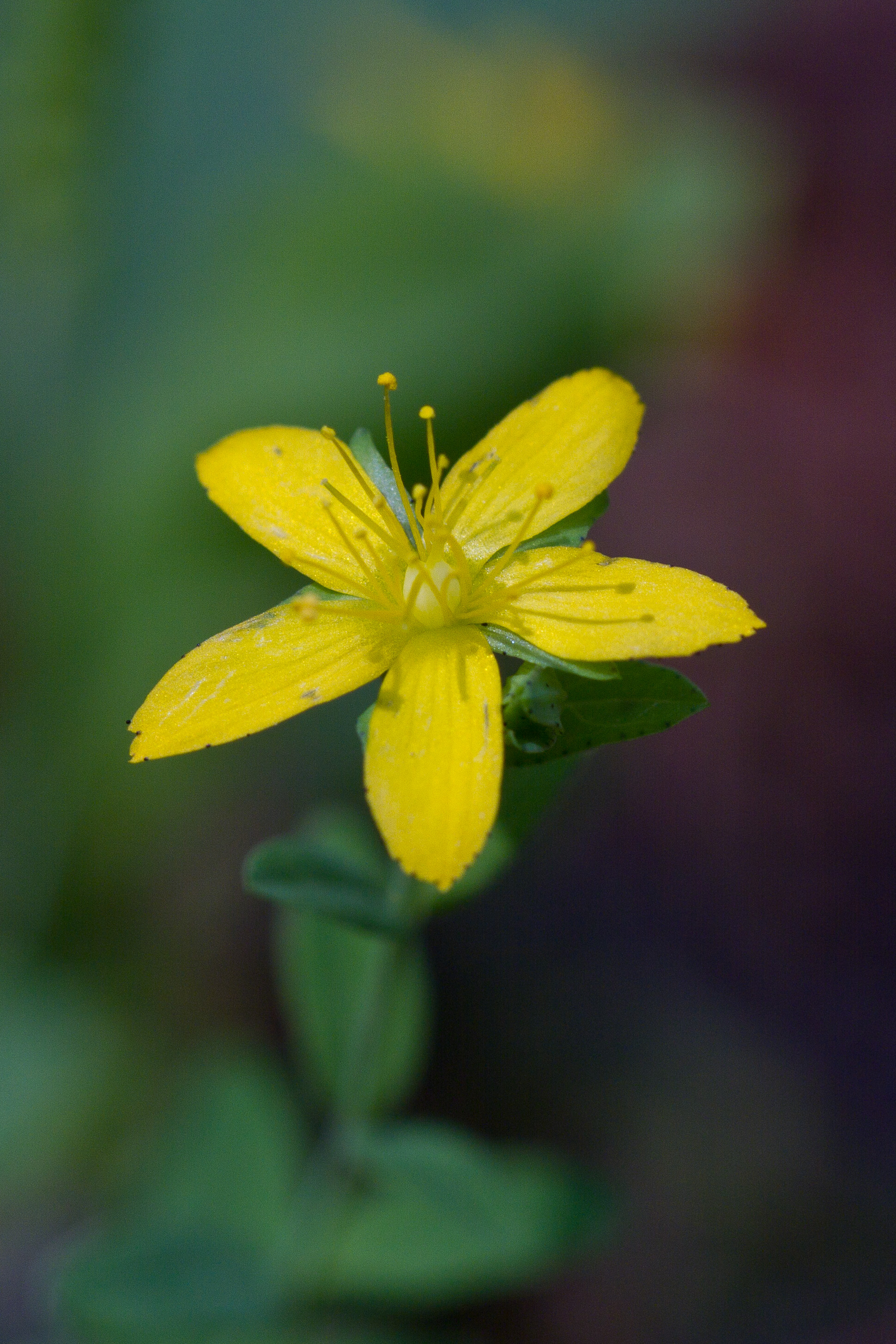 Hypericaceae_Hypericum humifusum 2-3.jpg