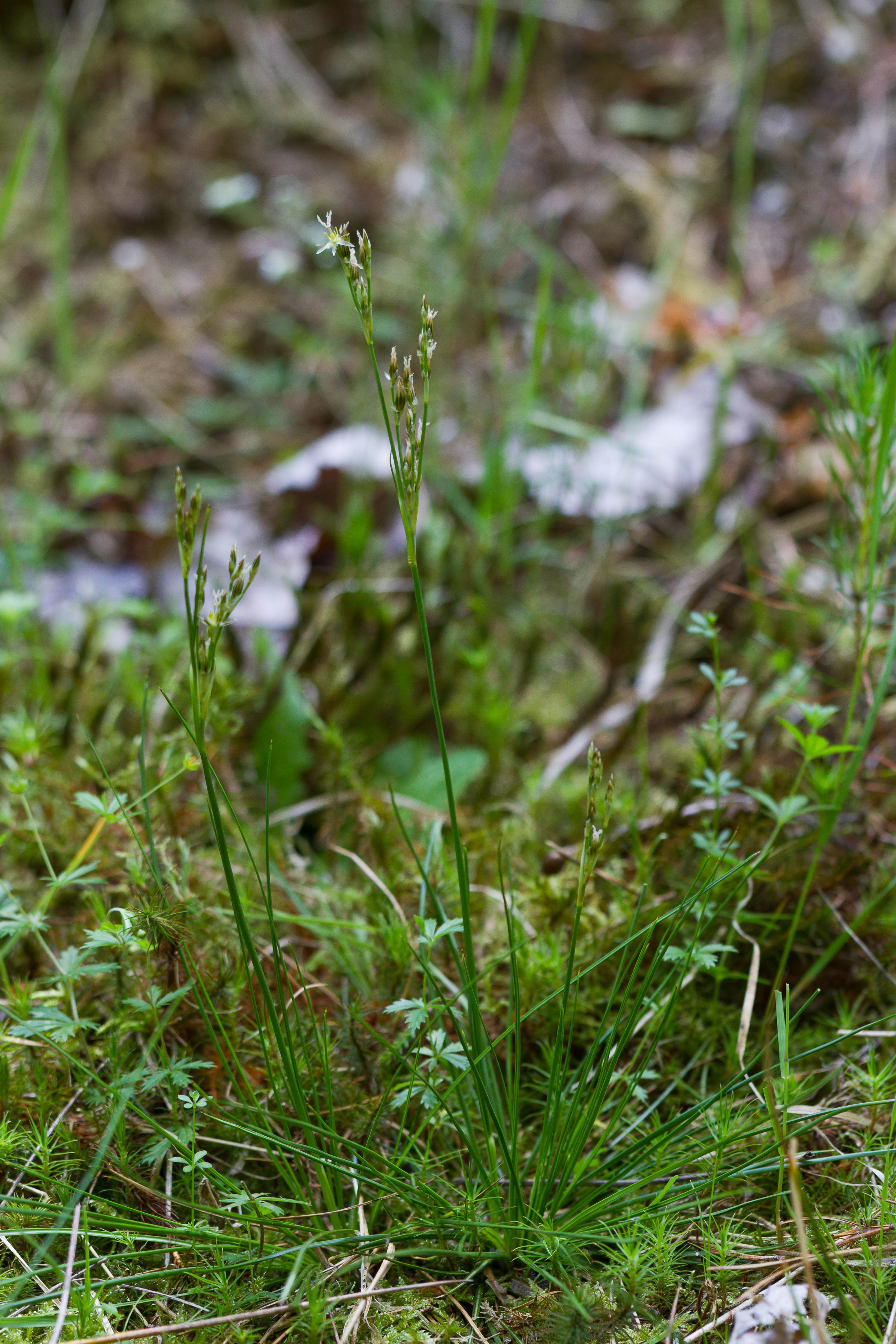 Juncaceae_Juncus squarrosus 1-2.jpg