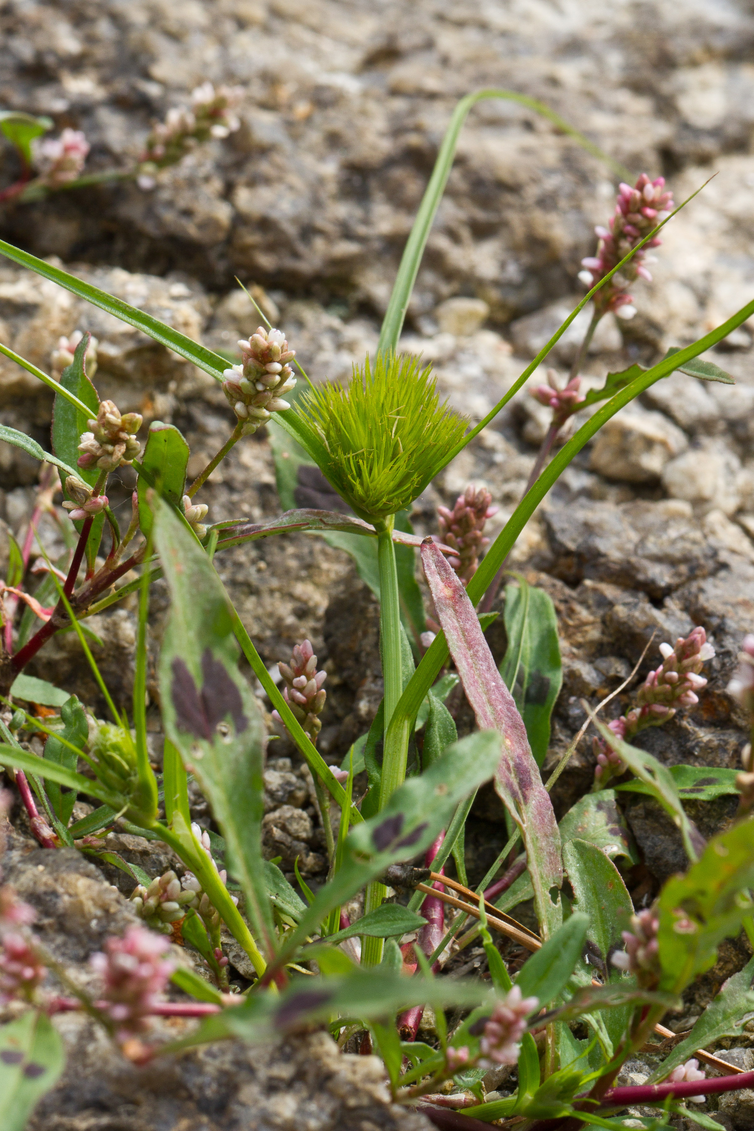 Cyperaceae_Carex bohemica 2-2.jpg