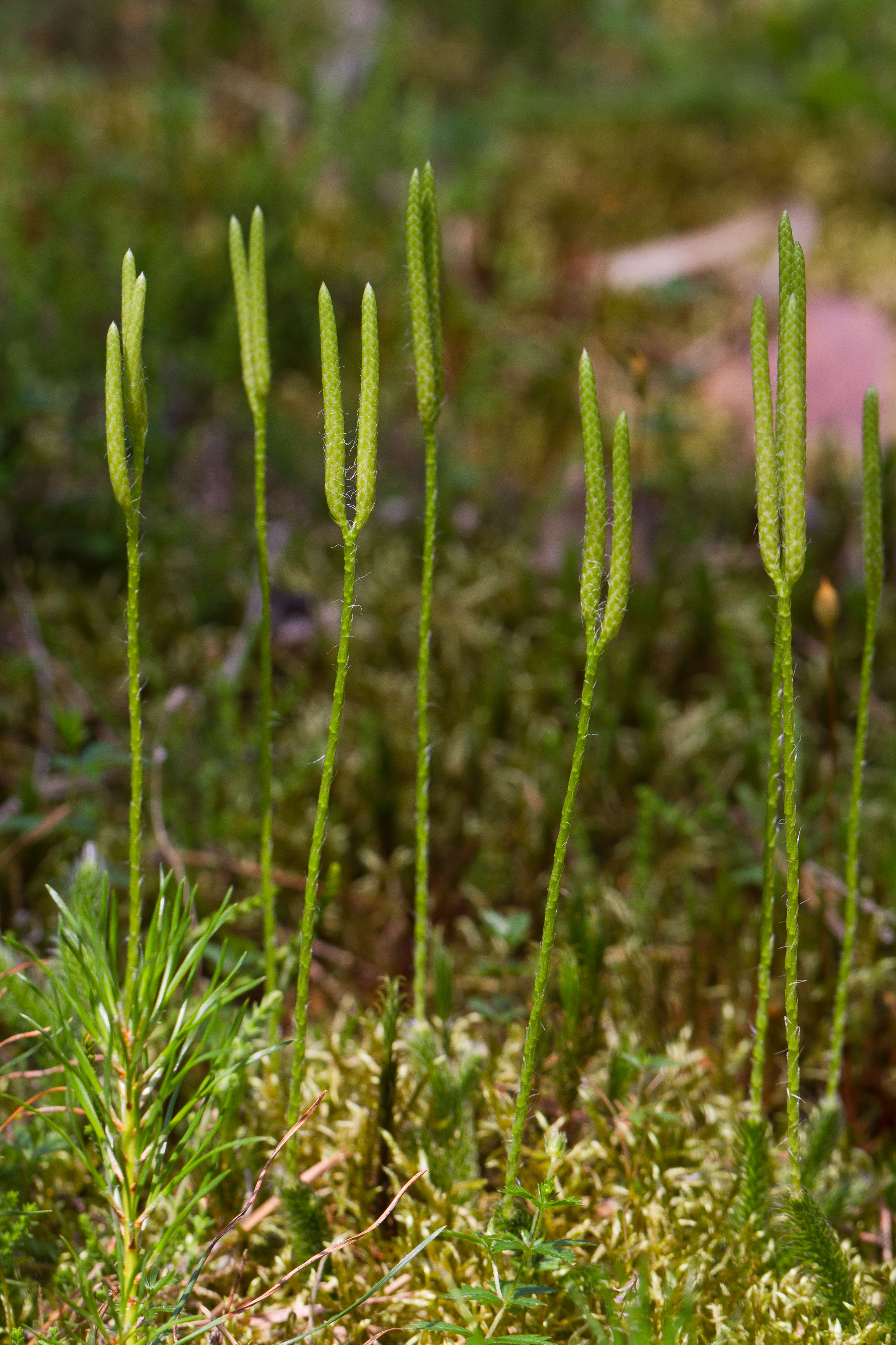 Lycopodiaceae_Lycopodium clavatum clavatum 1-2.jpg