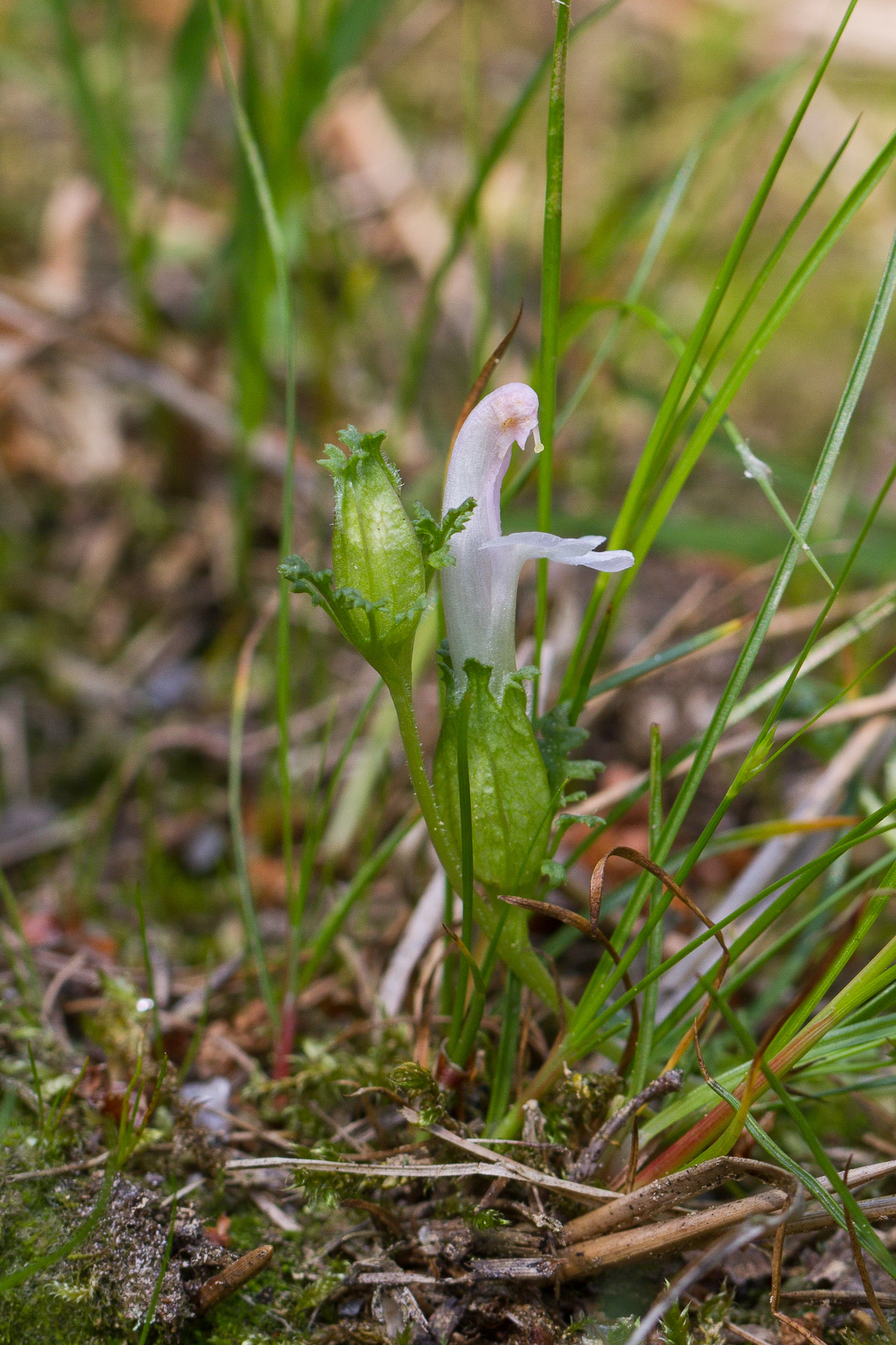 Orobanchaceae, Pedicularis sylvatica 1-2.jpg