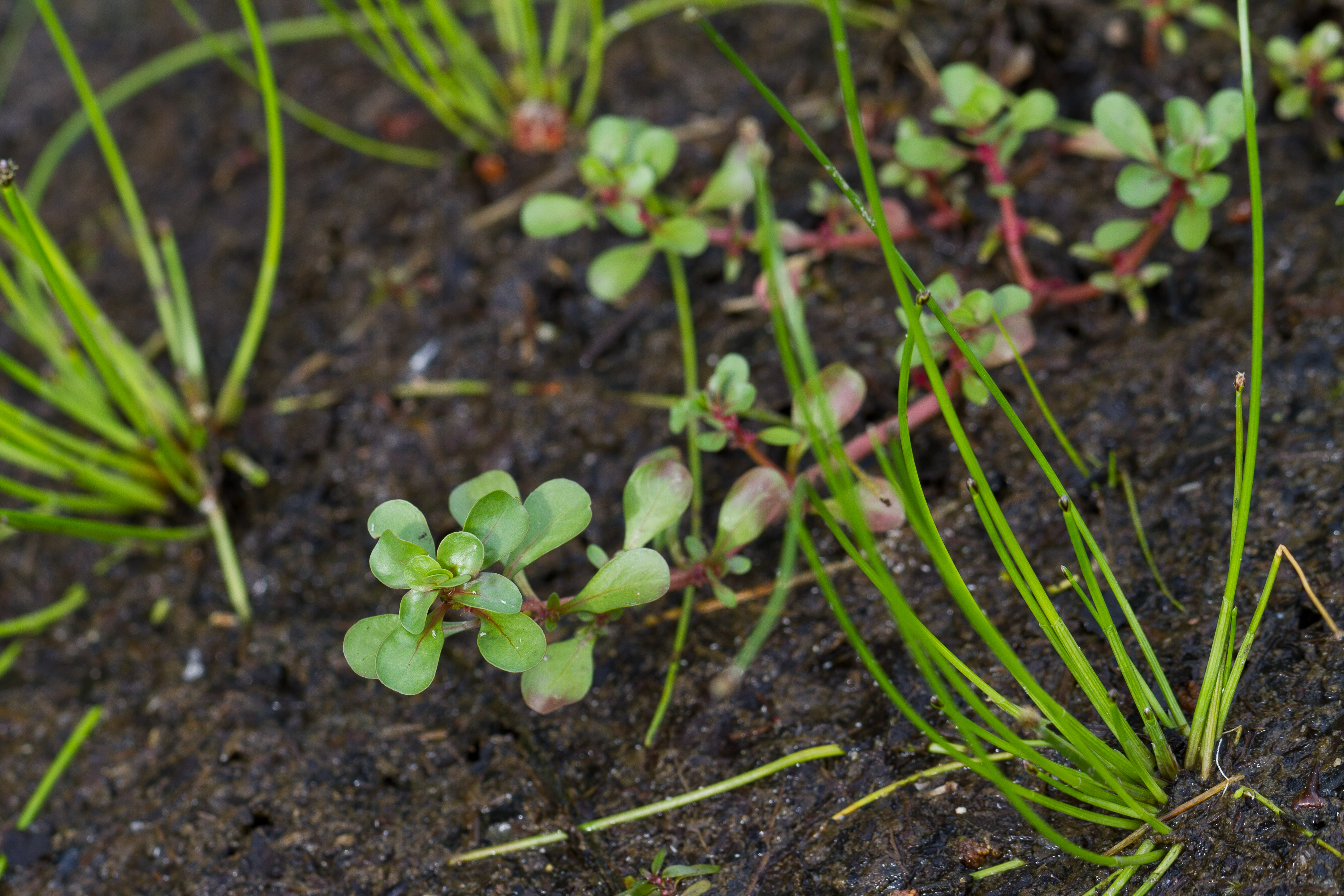 Lythraceae_Peplis portula 1-2.jpg