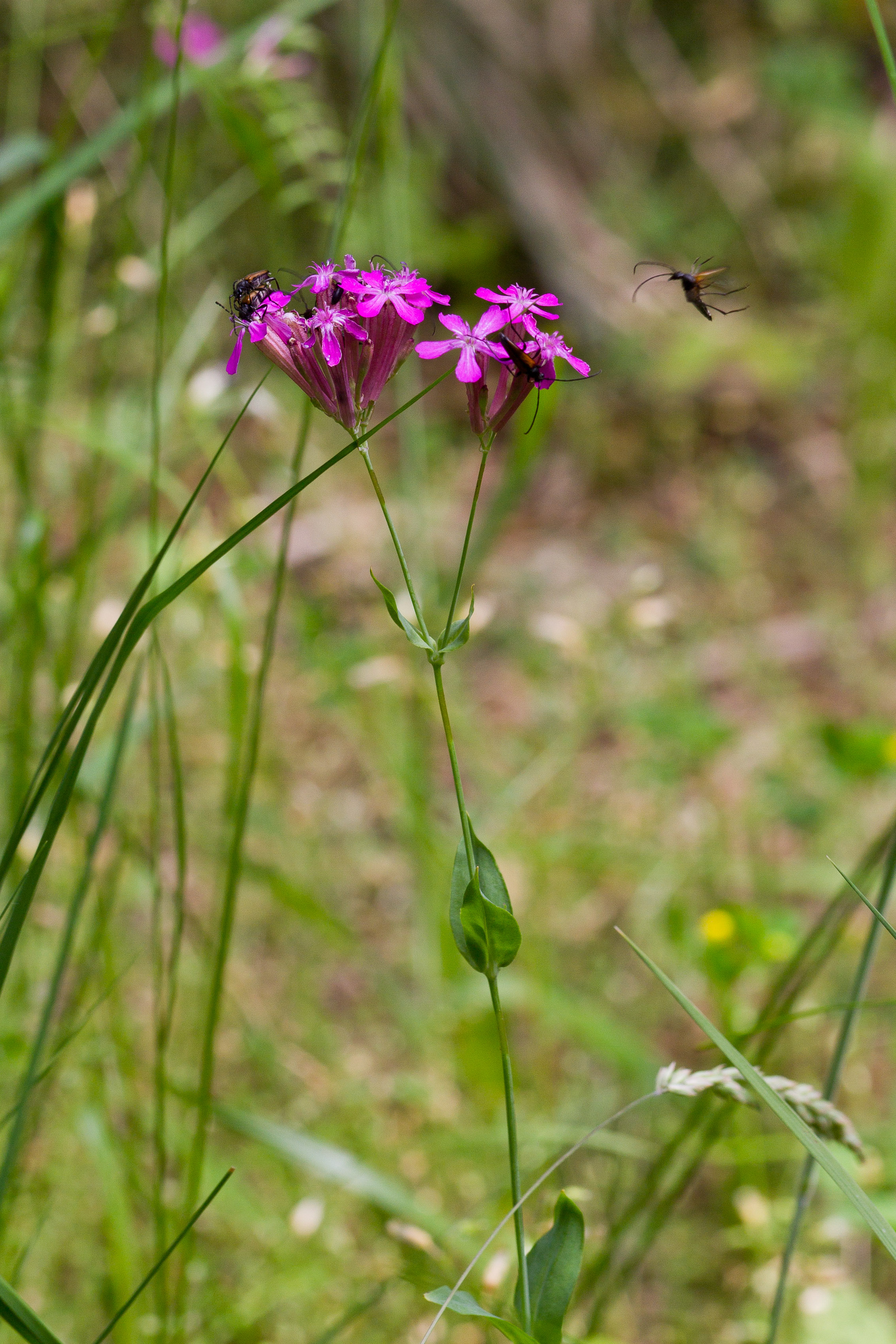 Caryophyllaceae_Atocion armeria 2-2.jpg