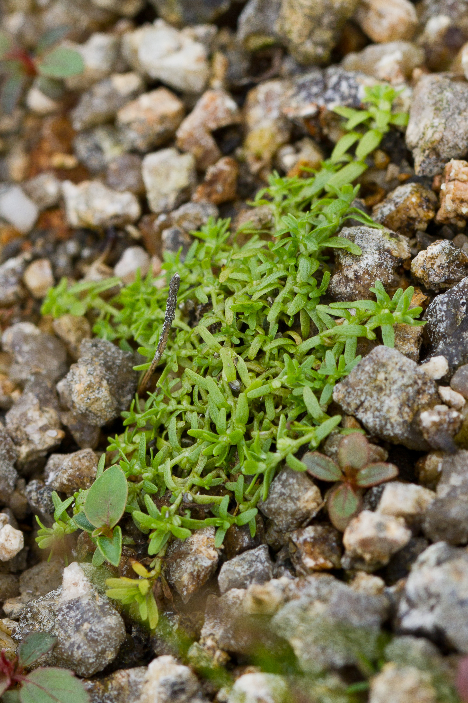 Elatinaceae_Elatine triandra cf 1-2.jpg