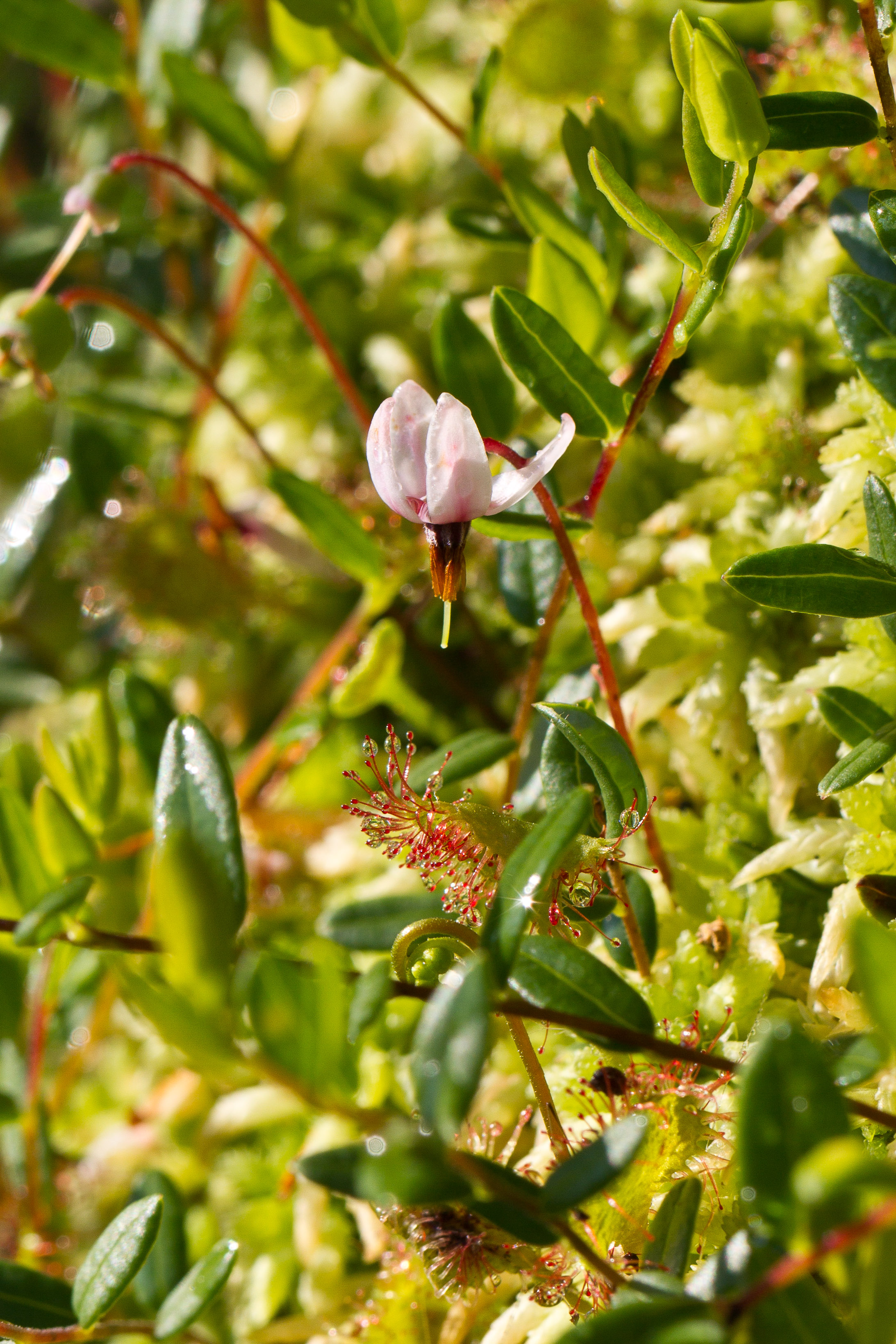 Drosera rotundifolia und Vaccinium oxycoccos 1-2.jpg