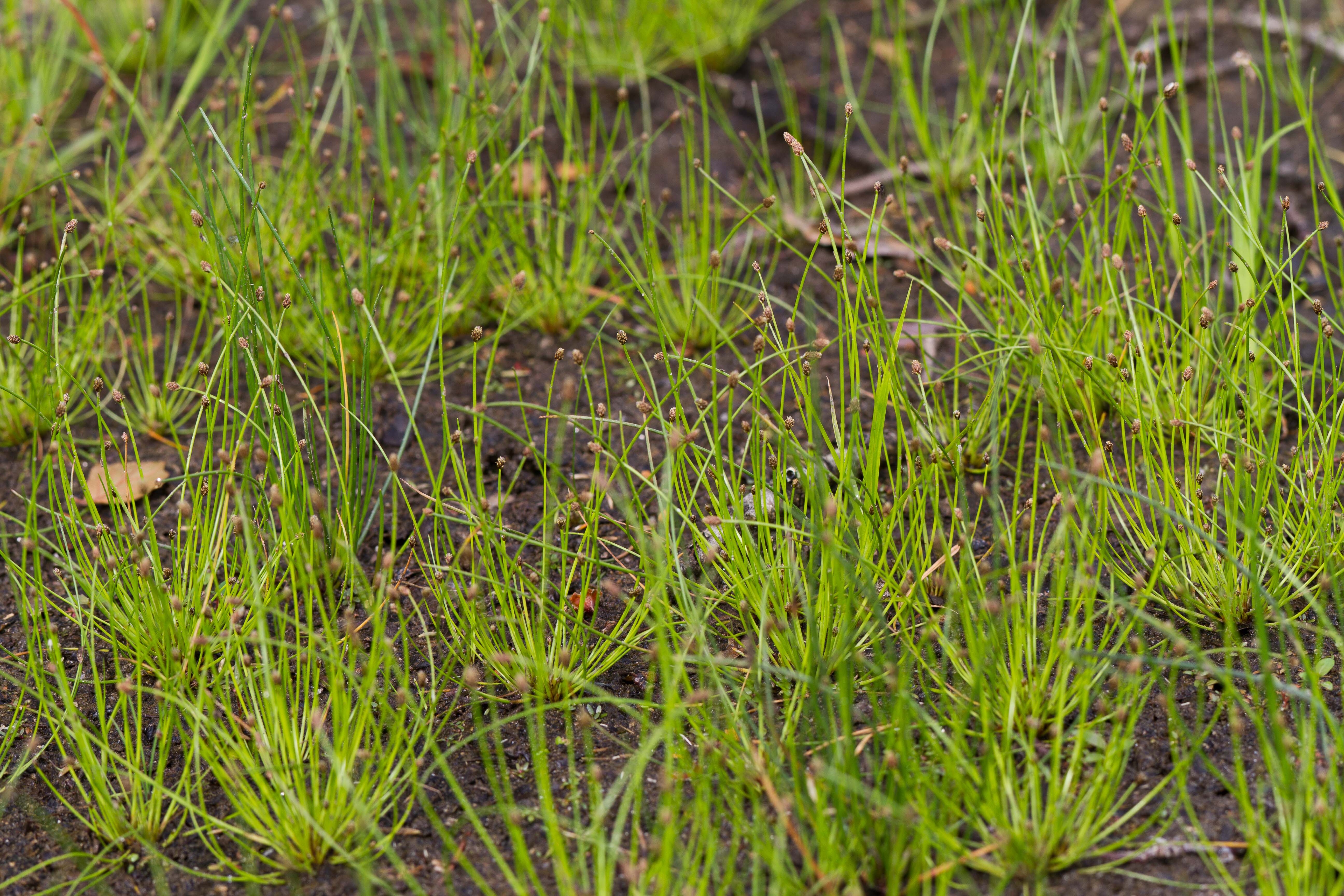 Cyperaceae, Eleocharis ovata 1-2.jpg