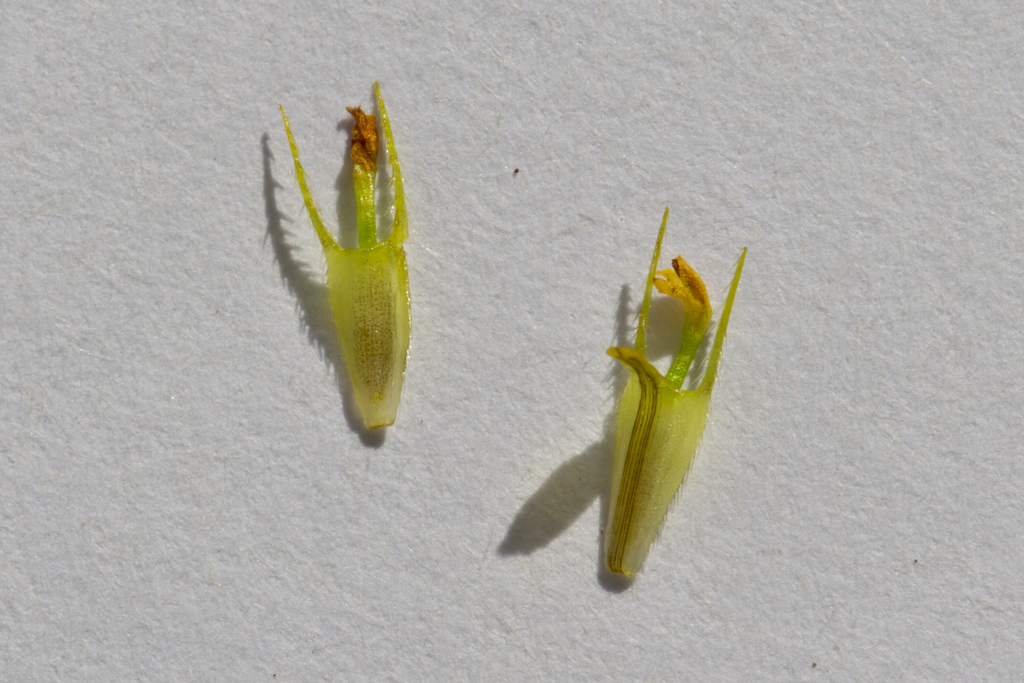 Asteraceae_Bidens tripartita cf.jpg