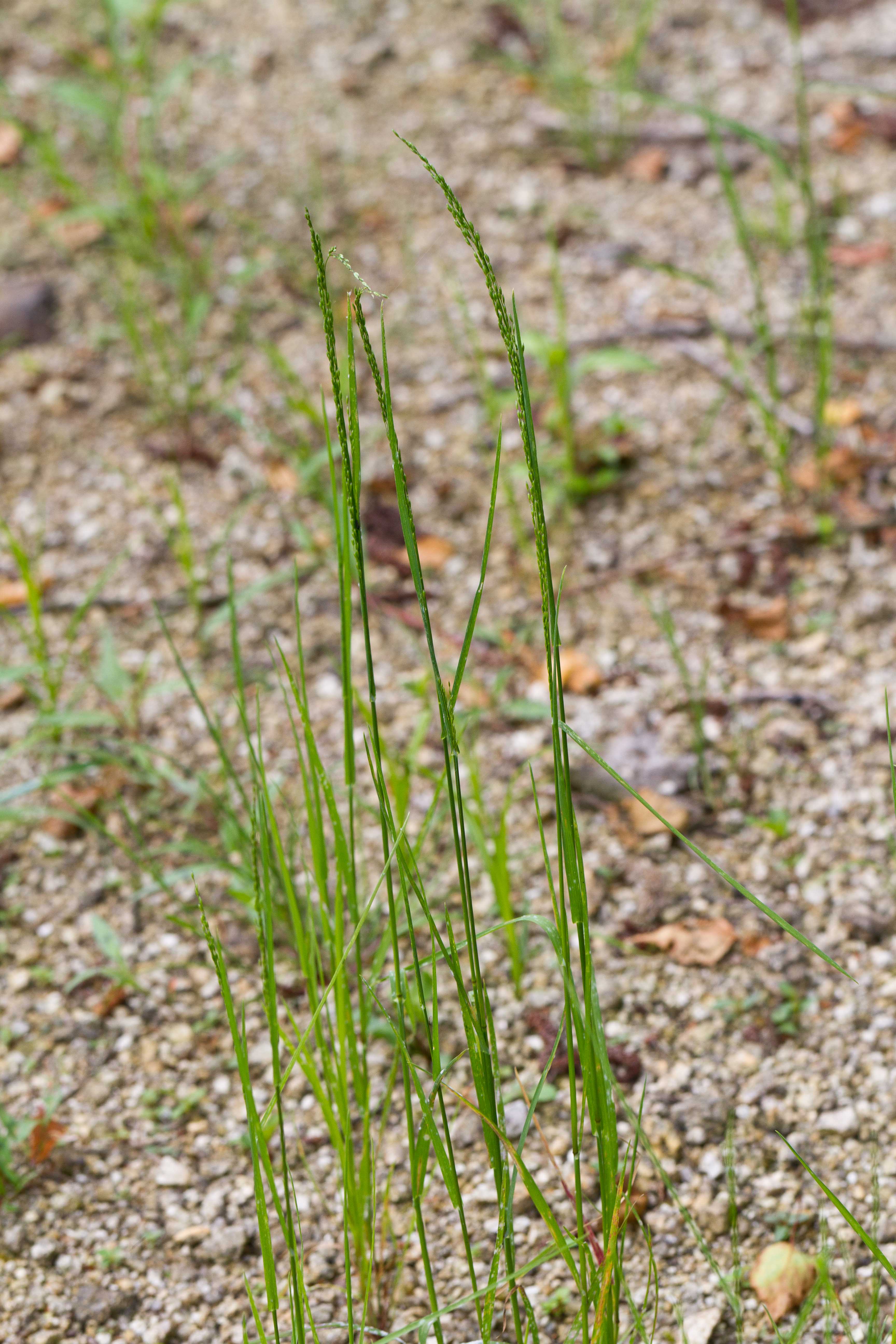 Poaceae_Poa palustris cf 1-2.jpg