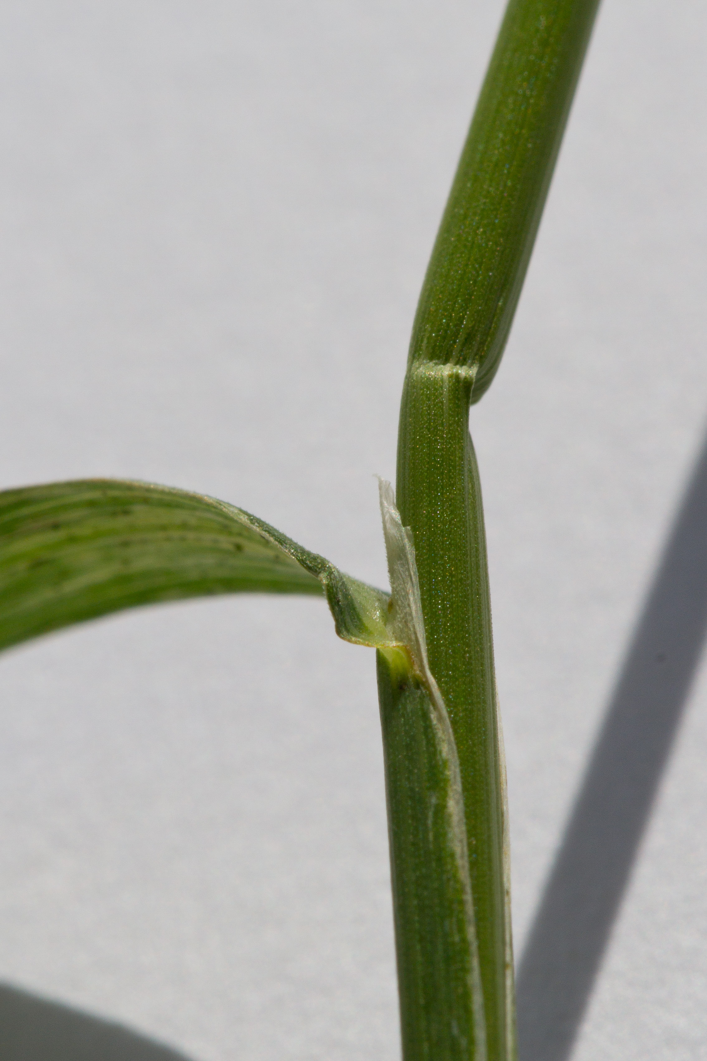 Poaceae_Poa palustris cf.jpg