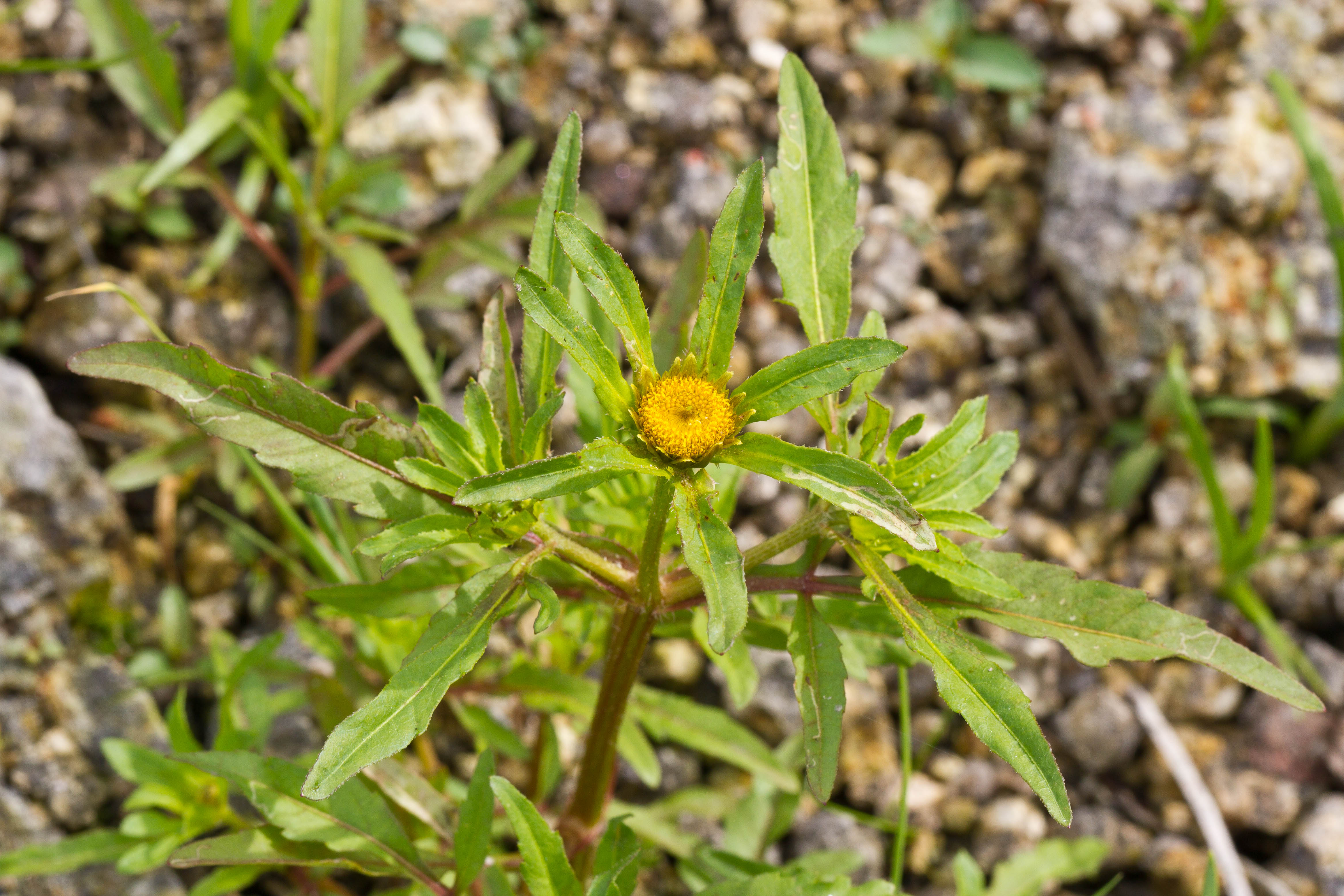 Asteraceae_Bidens tripartita 1-2.jpg