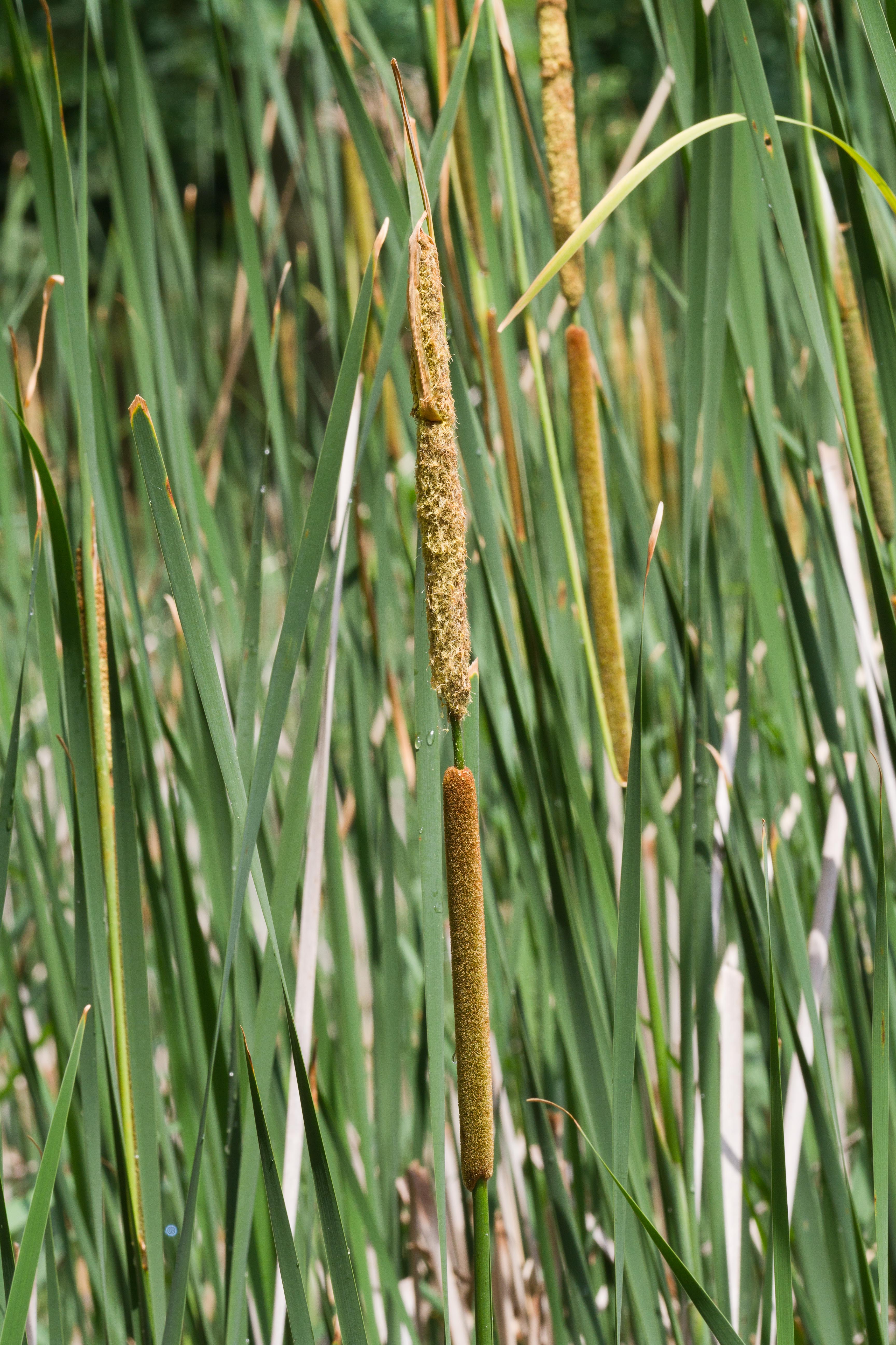 Typhaceae_Typha latifolia cf 1-2.jpg