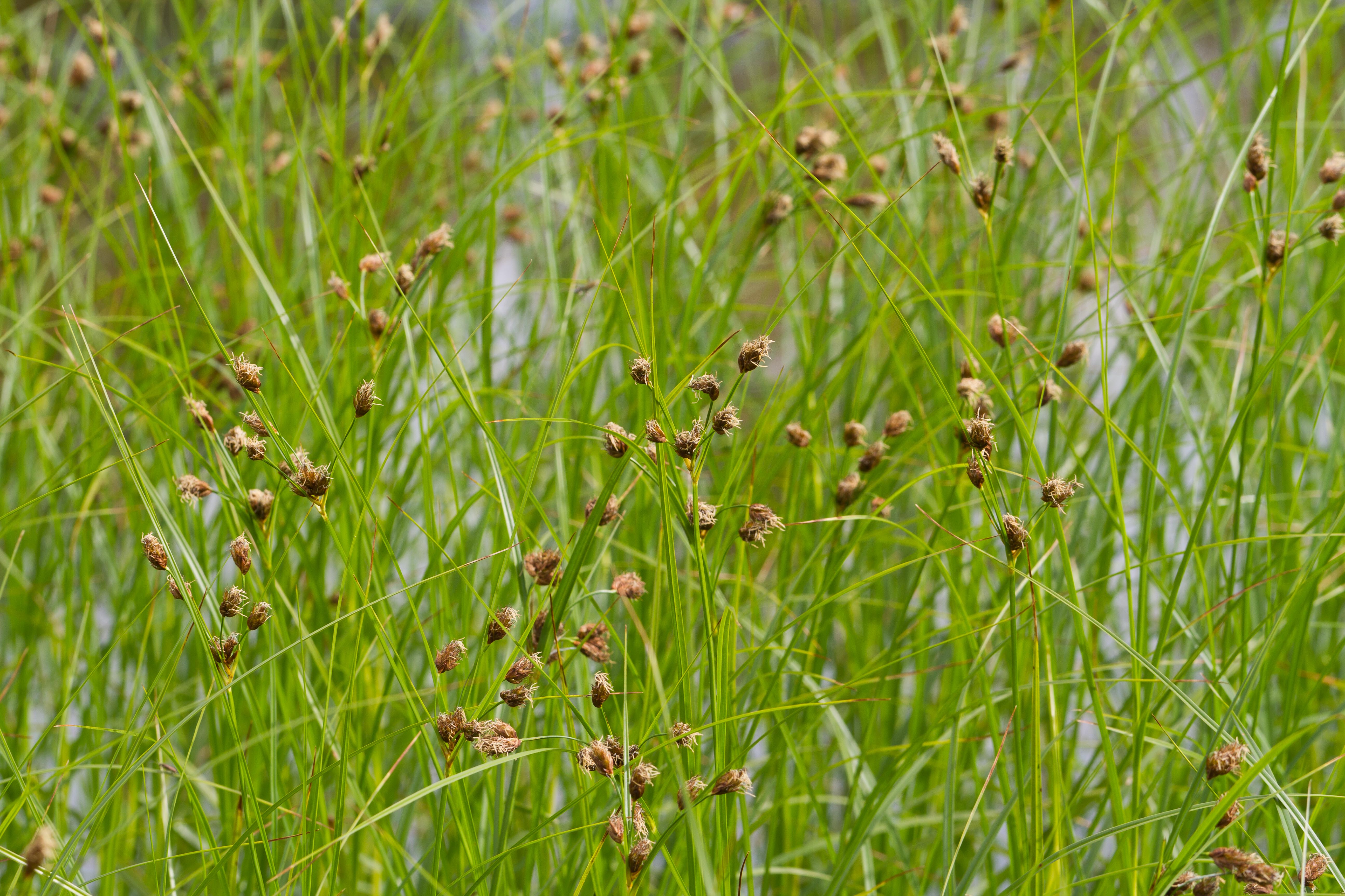 Cyperaceae_Bolboschoenus laticarpus cf 1-2.jpg