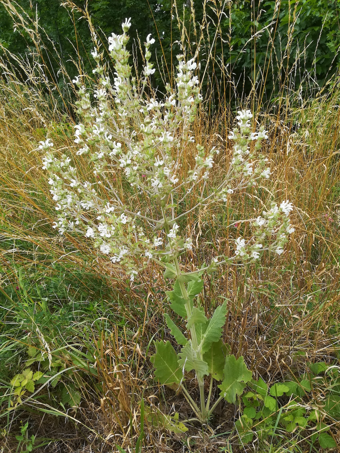 salvia aethiopis nächst zentralfriedhof tor 9_20180613_145743.jpg