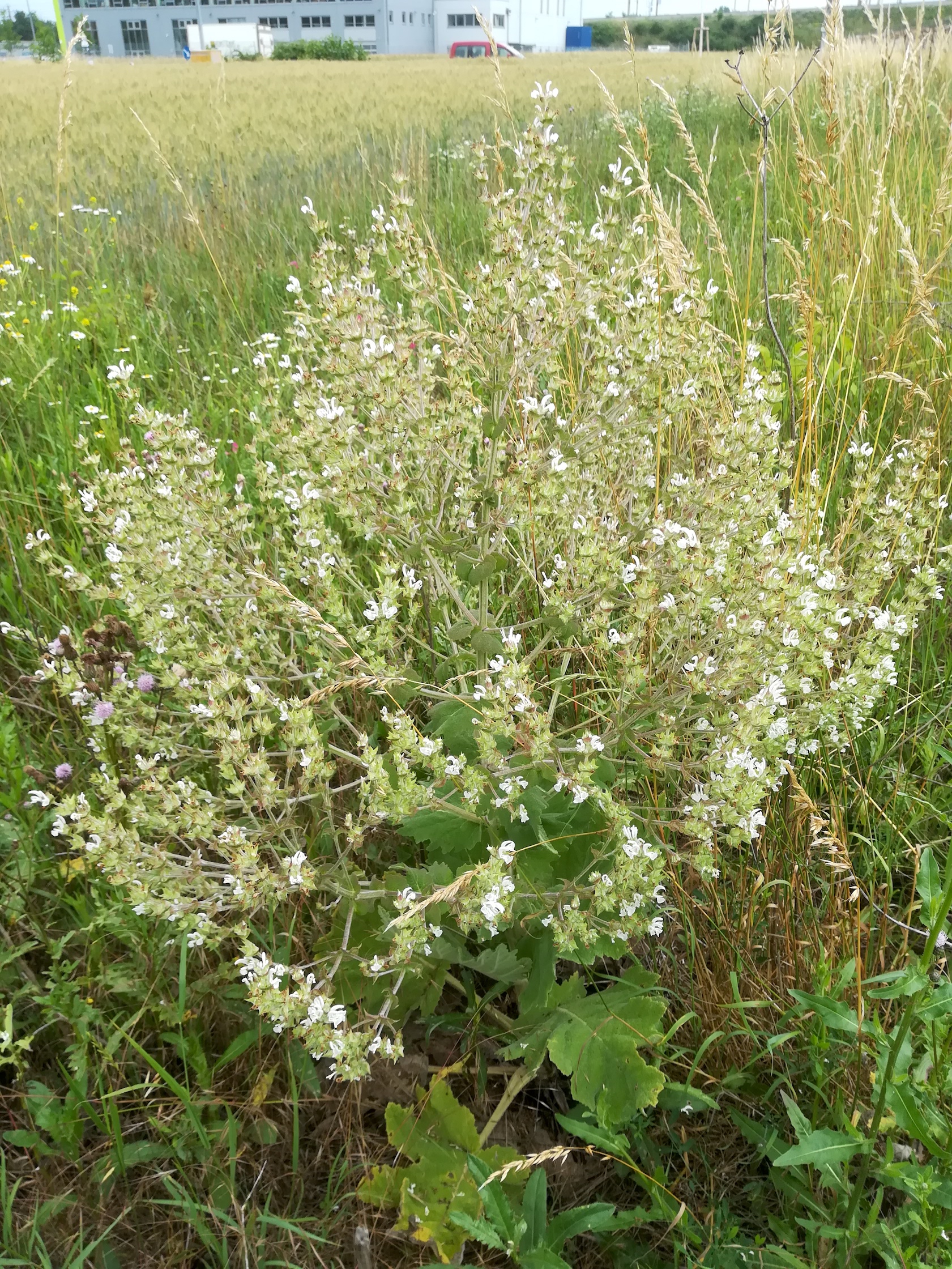 salvia aethiopis nächst zentralfriedhof tor 9_20180613_151801.jpg