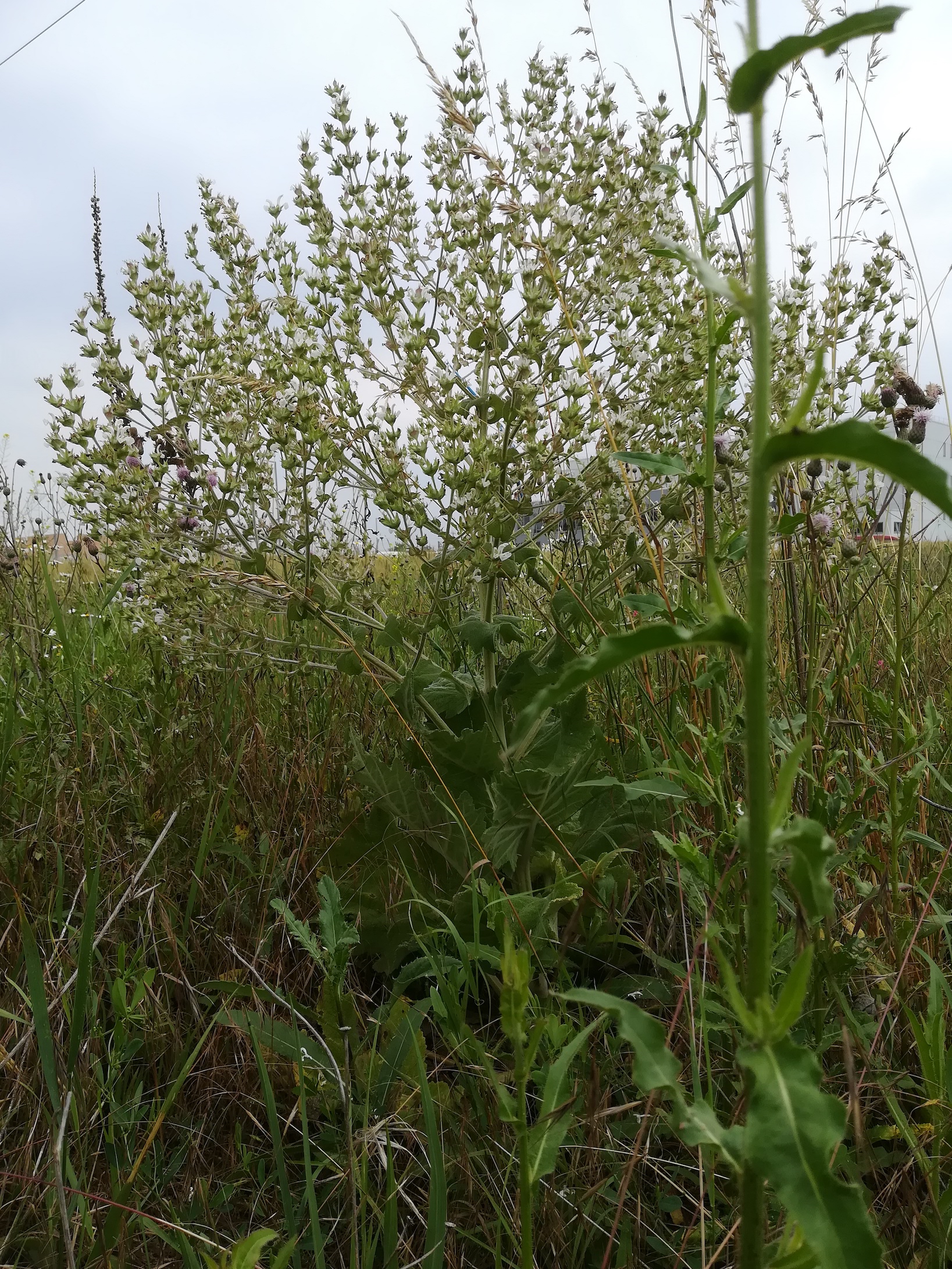 salvia aethiopis nächst zentralfriedhof tor 9_20180613_151813.jpg