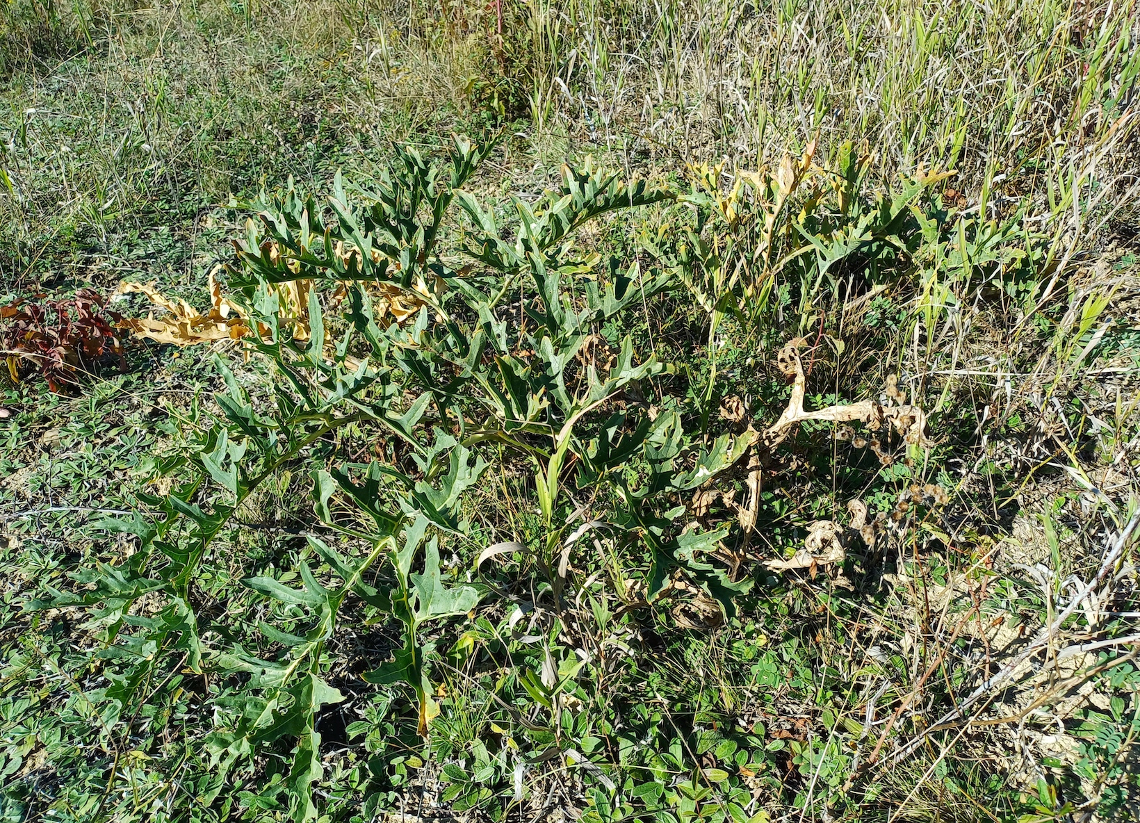 crambe tataria NSG zeiserlberg 20250920_101416.jpg