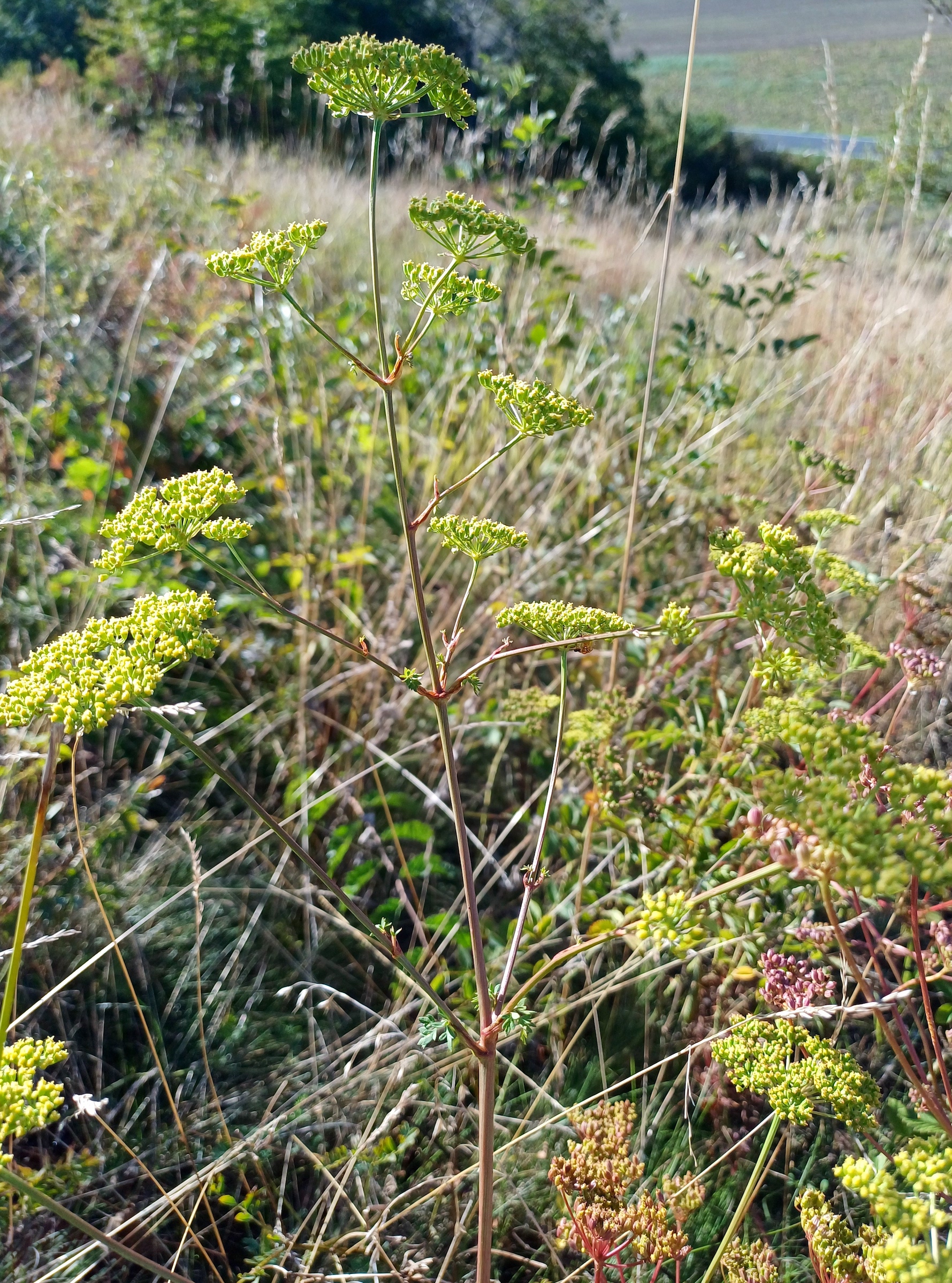 peucedanum alsaticum NSG zeiserlberg 20250920_092411.jpg