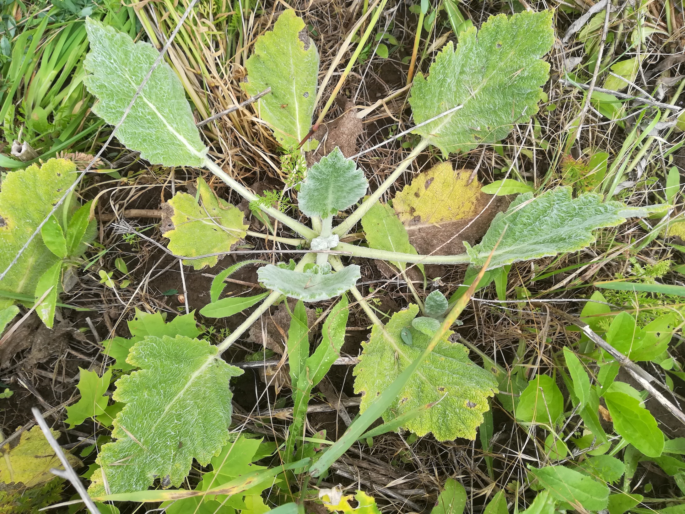 salvia aethiopis nächst zentralfriedhof tor 9_20180613_152226.jpg