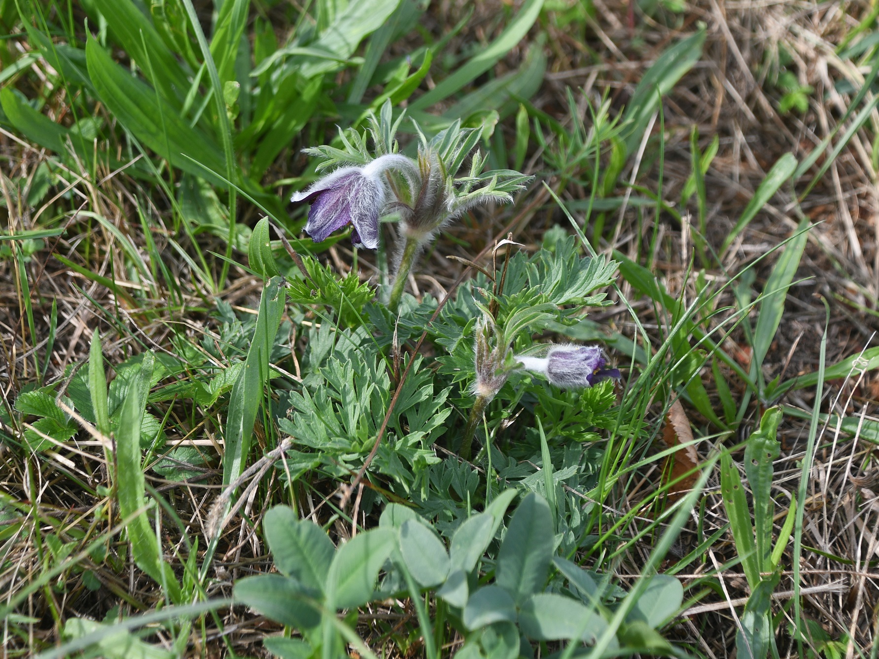 NÖ.Bez Bruck-L - 26082025 - (112) - Pulsatilla pratensis (subsp. nigricans) - Schwarz-Küchenschelle-4 Stk.JPG