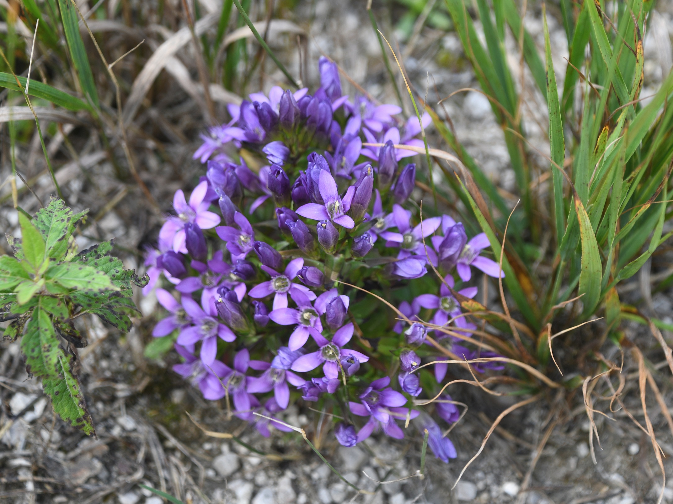 NÖ - Bez Lil - 04092025 - (205) - - Gentianella germanica agg. - Kranzenzian Artgruppe.JPG