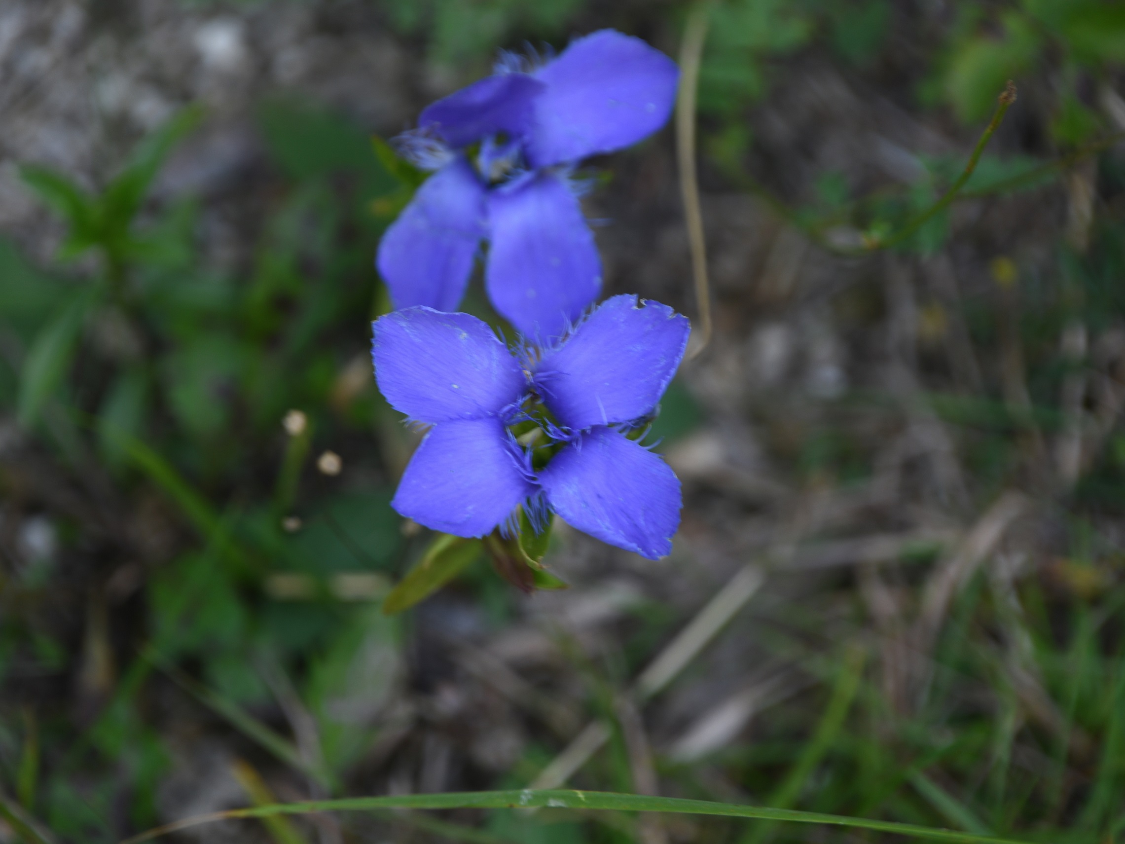NÖ - Bez Lil - 04092025 - (213) -  - Gentianopsis ciliata - Gewöhnlich-Fransenenzian.JPG