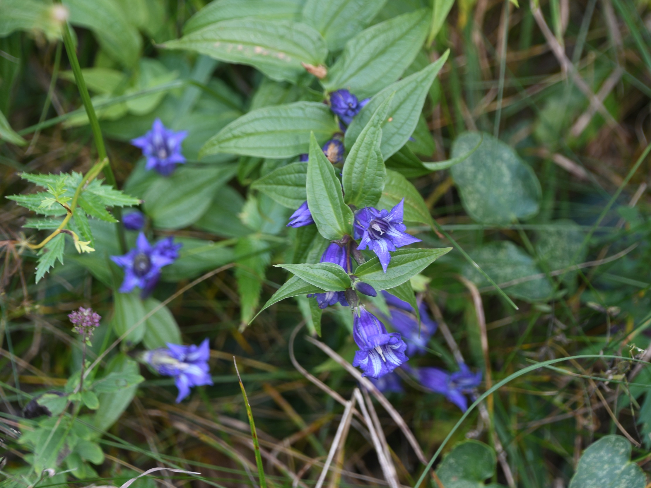 NÖ - Bez Lil - 04092025 - (218) -  Gentiana asclepiadea - Schwalbenwurz-Enzian.JPG