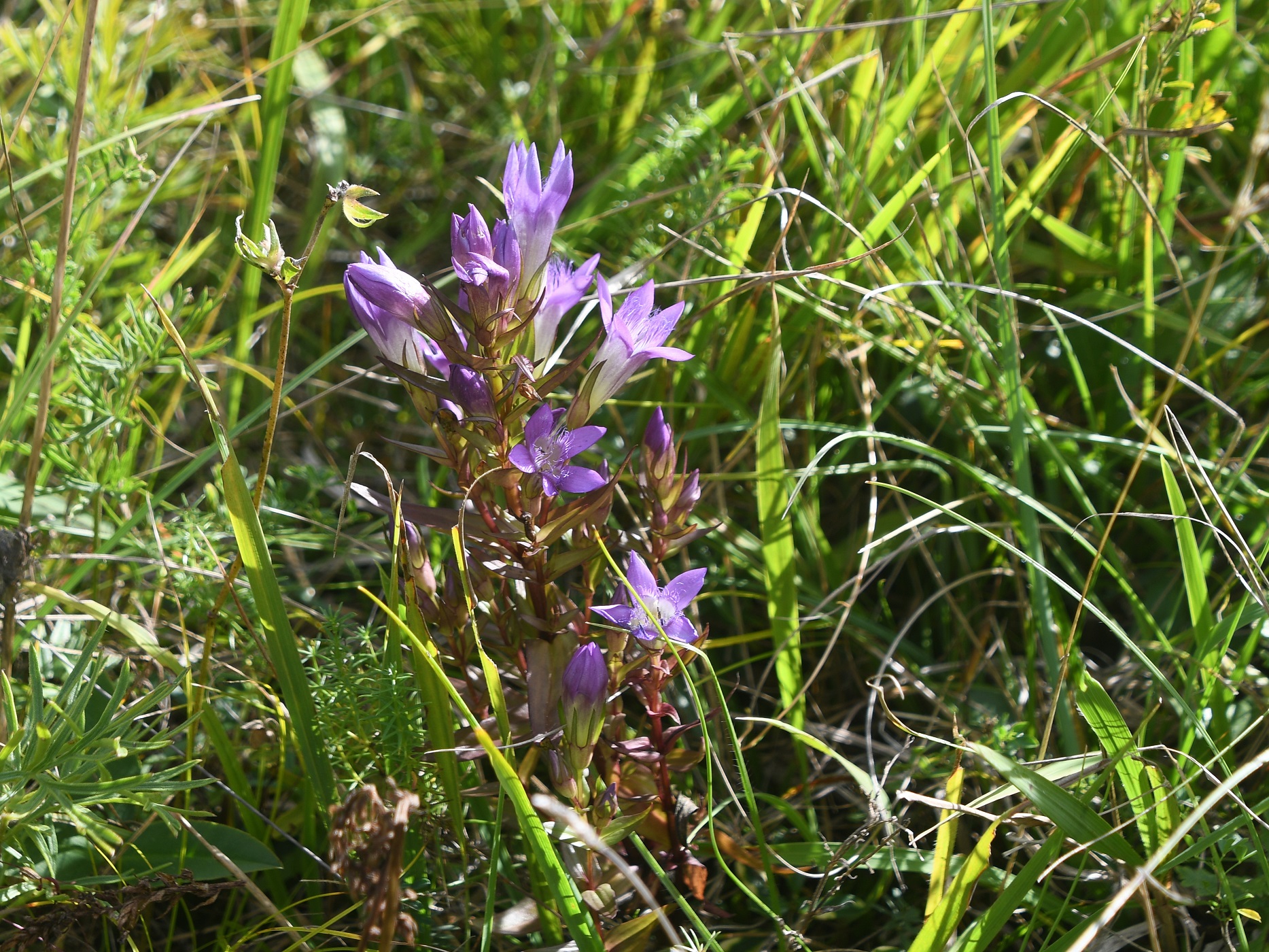 NÖ-Bez Baden - 06092025 - (101) - Gentianella austriaca - Österreich-Kranzenzian-70 Stk.JPG
