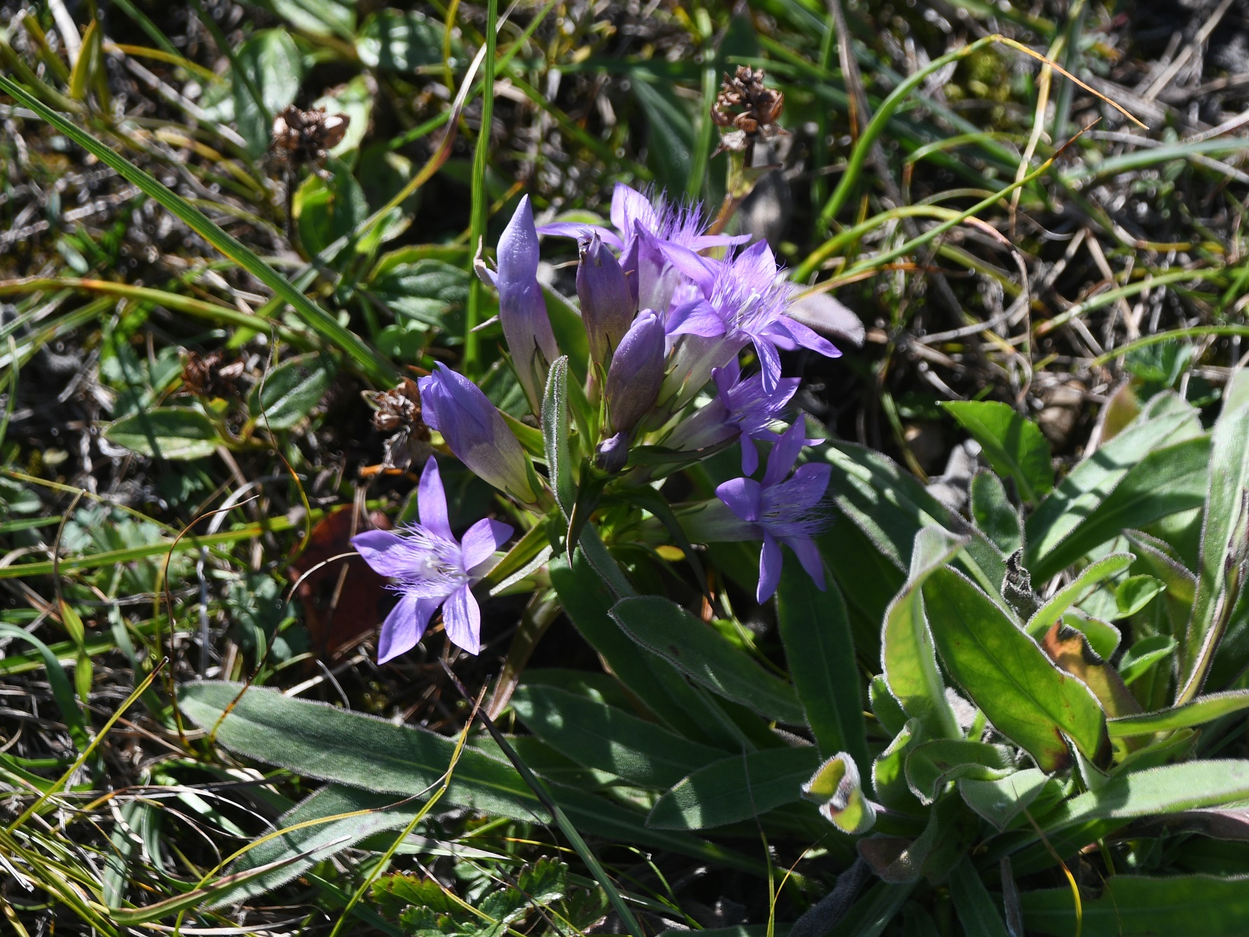 NÖ-Bez Möd - 20092025 -(141) -  - Gentianella austriaca - Österreich-Kranzenzian - 10 Stk.JPG