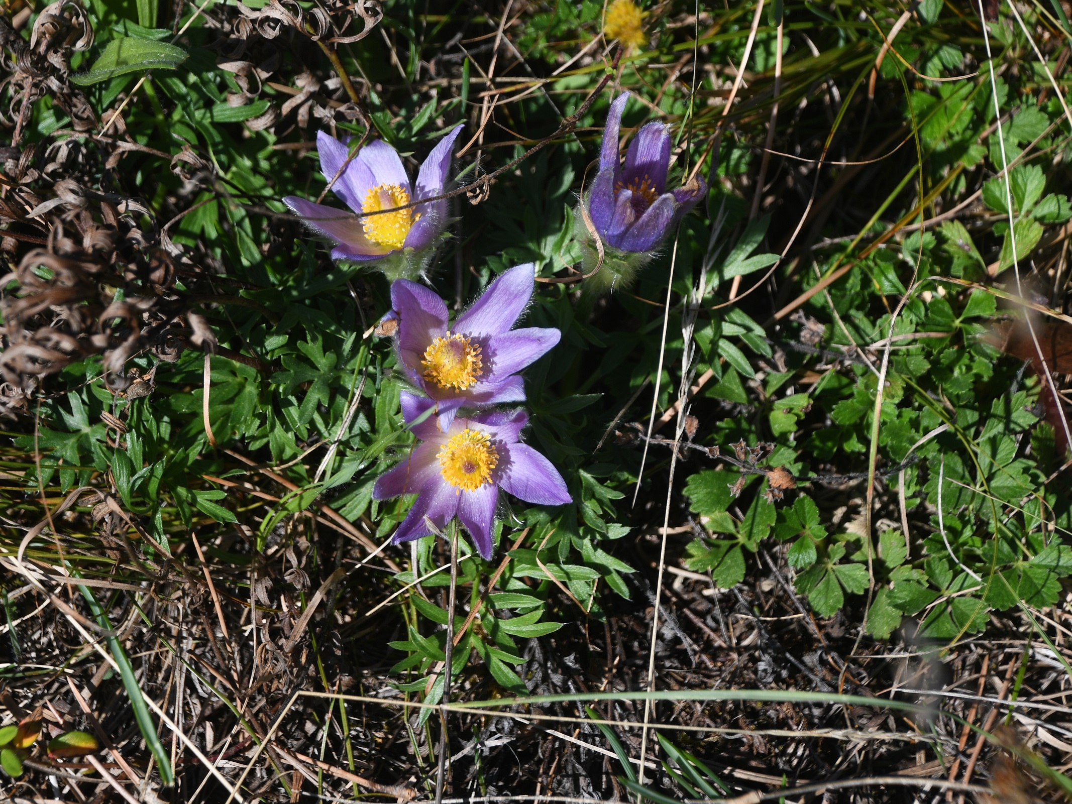 NÖ-Bez Möd - 20092025 -(116) -  - Pulsatilla grandis - Groß-Küchenschelle - 20 Stk.JPG
