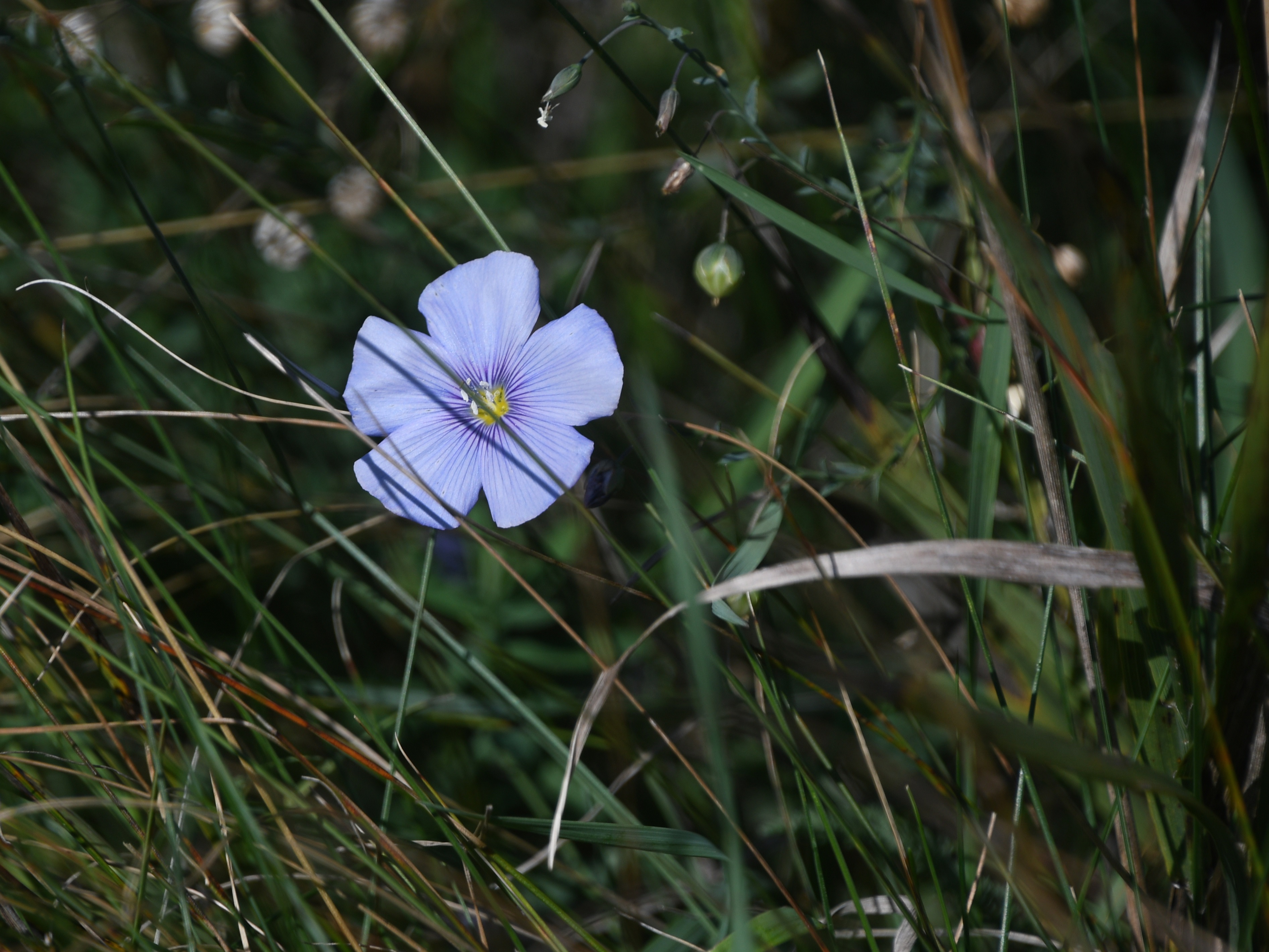 Bgld-Bez Neusiedl - 19092025 - (105) - Linum austriacum - Österreich-Lein.JPG