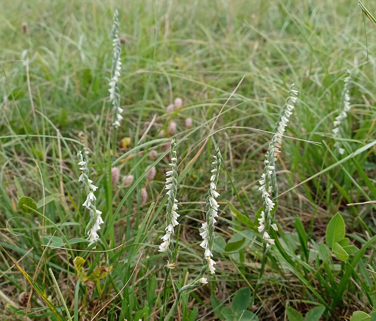 2025-09-01 DSC09833 Spiranthes spiralis.jpg