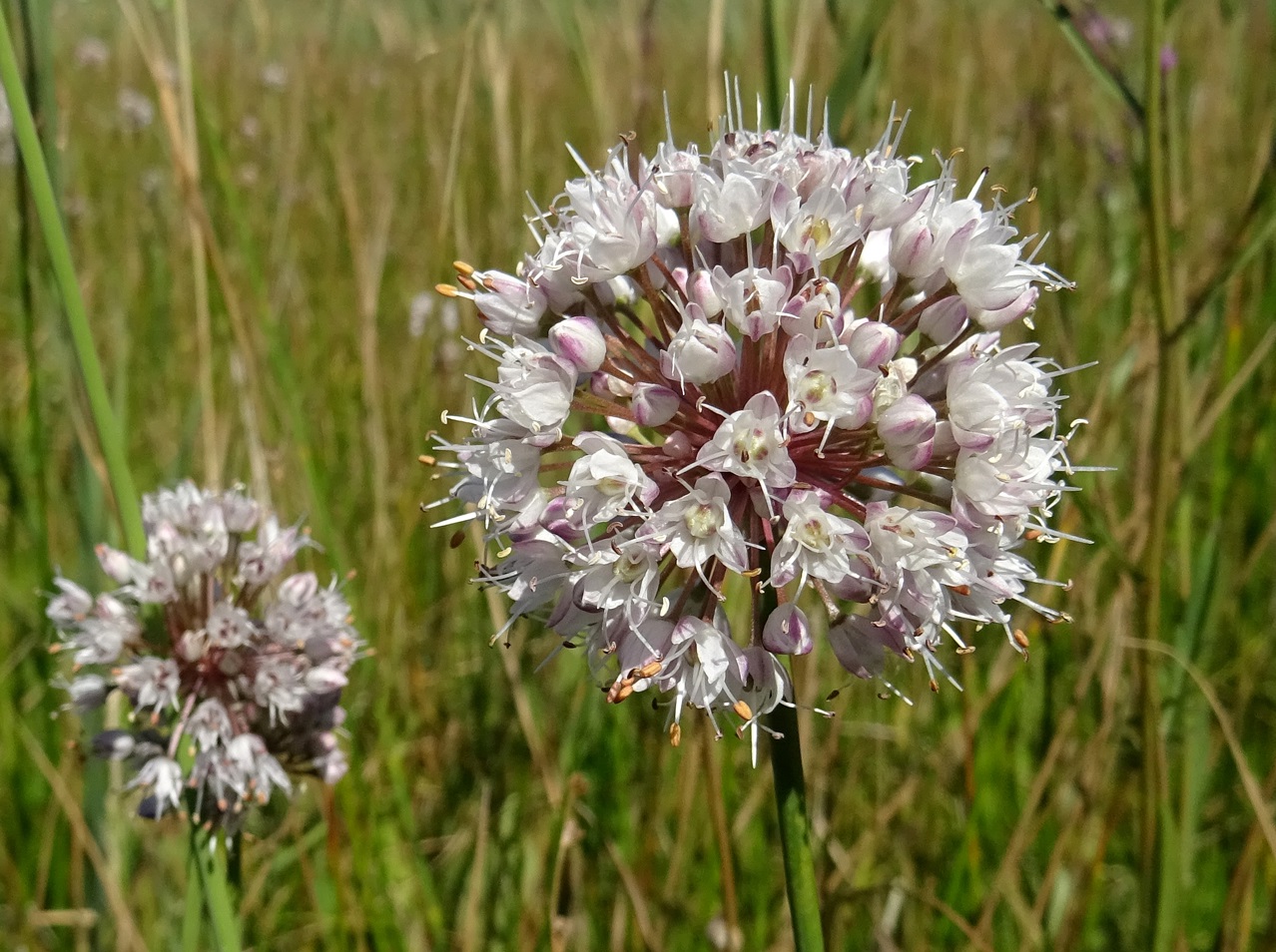 2025-09-01 DSC09840 Allium suaveolens.JPG