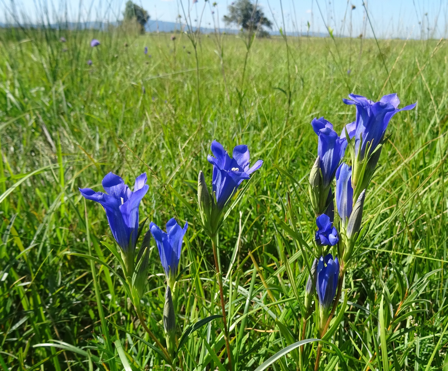 2025-09-01 DSC09890 Gentiana pneumonanthe.JPG