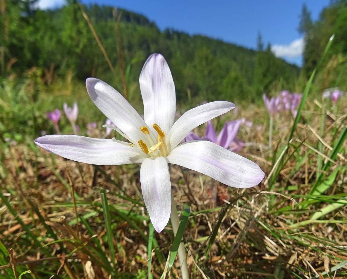2025-09-03 DSC00163 Colchicum autumnale, albiflora.jpg