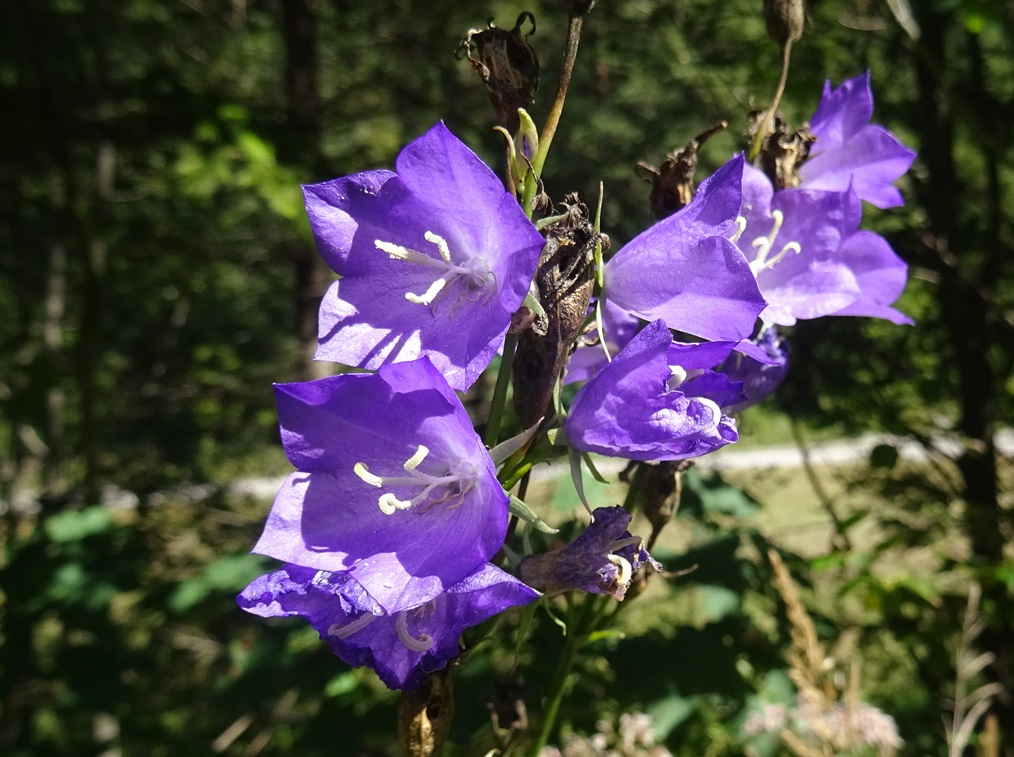 2025-09-03 DSC00189 Campanula persicifolia.JPG