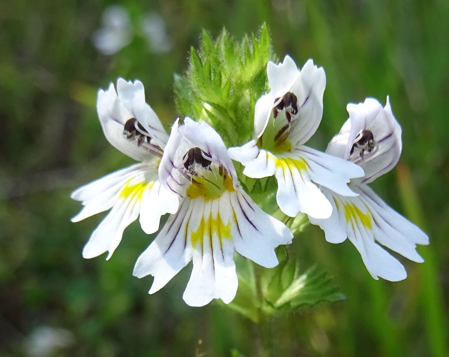 2025-09-03 DSC00194 Euphrasia officinalis subsp. rostkoviana.JPG