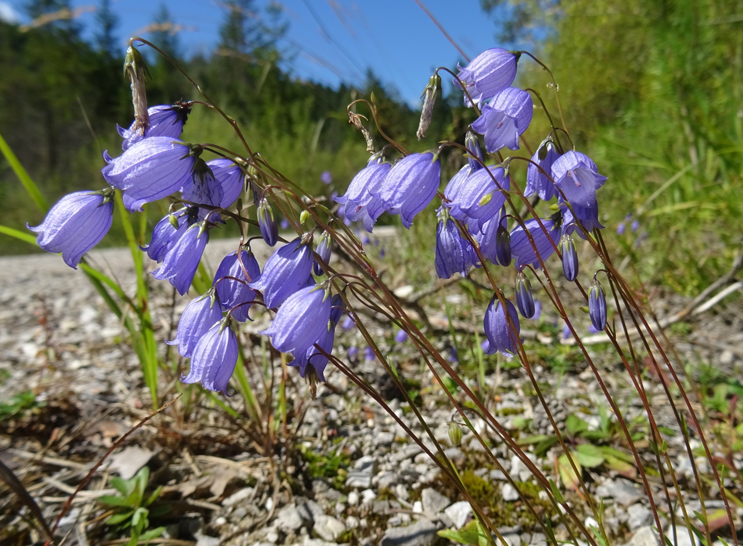 2025-09-03 DSC00222 Campanula cochleariifolia.JPG