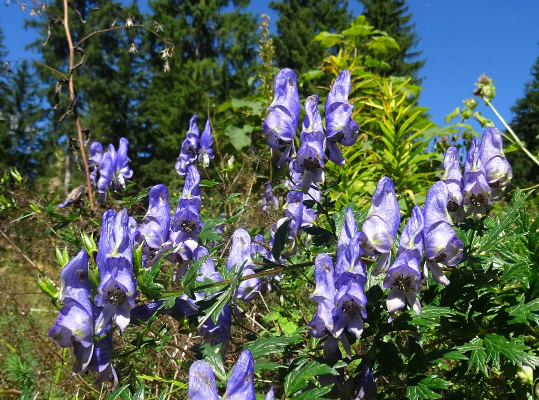 2025-09-04 DSC00491 Aconitum variegatum.JPG