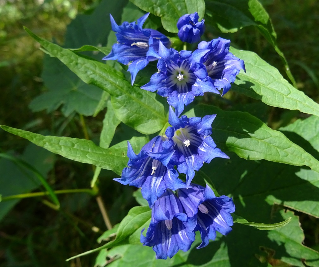 2025-09-04 DSC00535 Gentiana asclepiadea.JPG