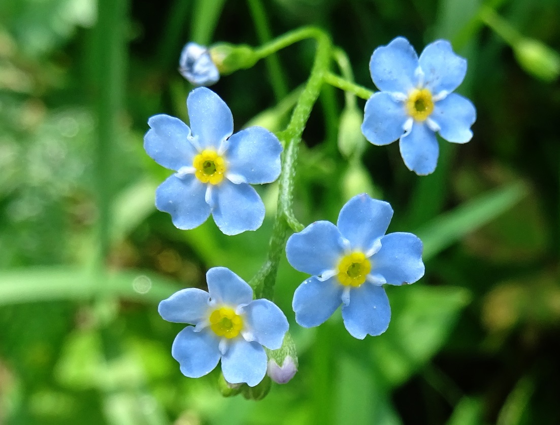 2025-09-09 DSC00640 Myosotis scorpioides.JPG
