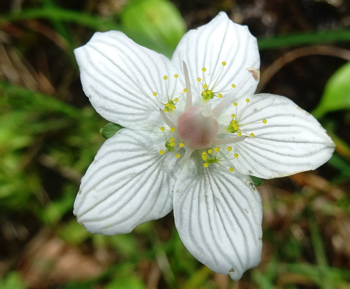 2025-09-09 DSC00682  Parnassia palustris.JPG
