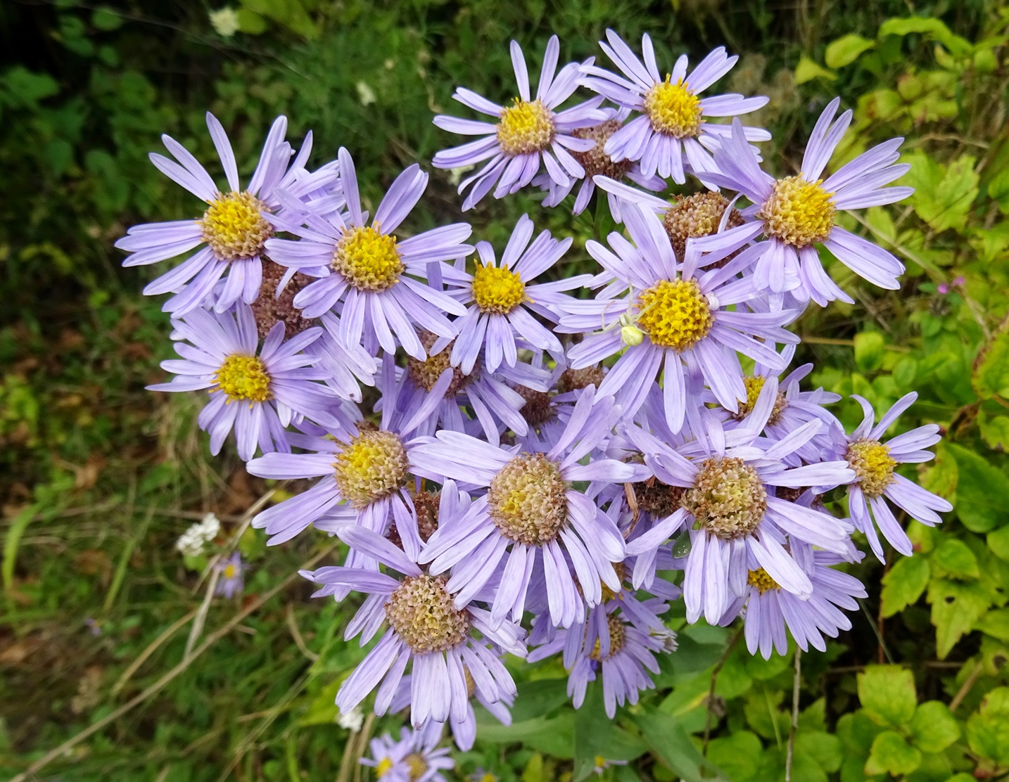2025-09-13 Aster amellus.JPG