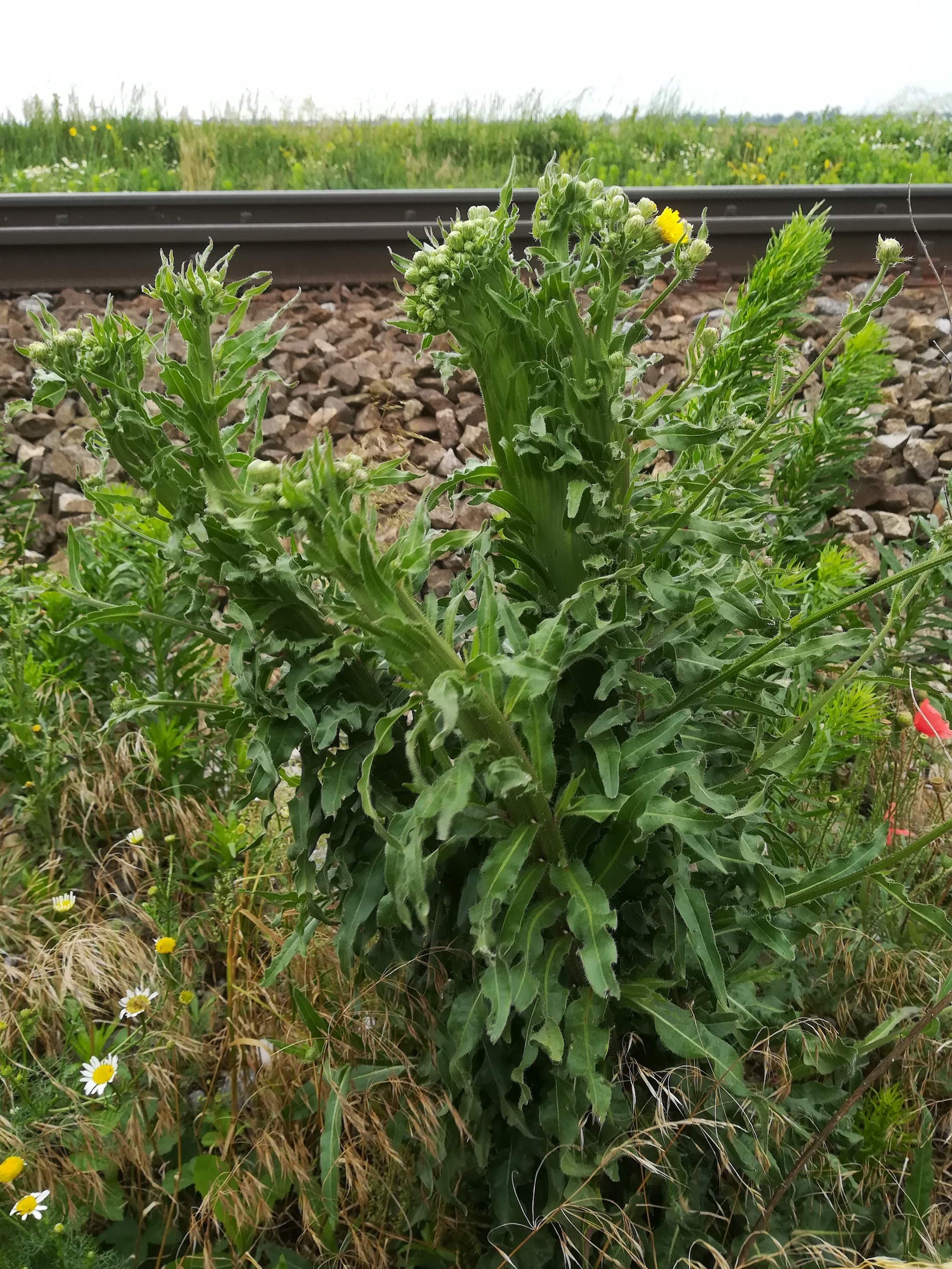 picris hieracioides subsp. hieracioides verbänderung zw. bhf glinzendorf und raasdorf_20180614_093540.jpg