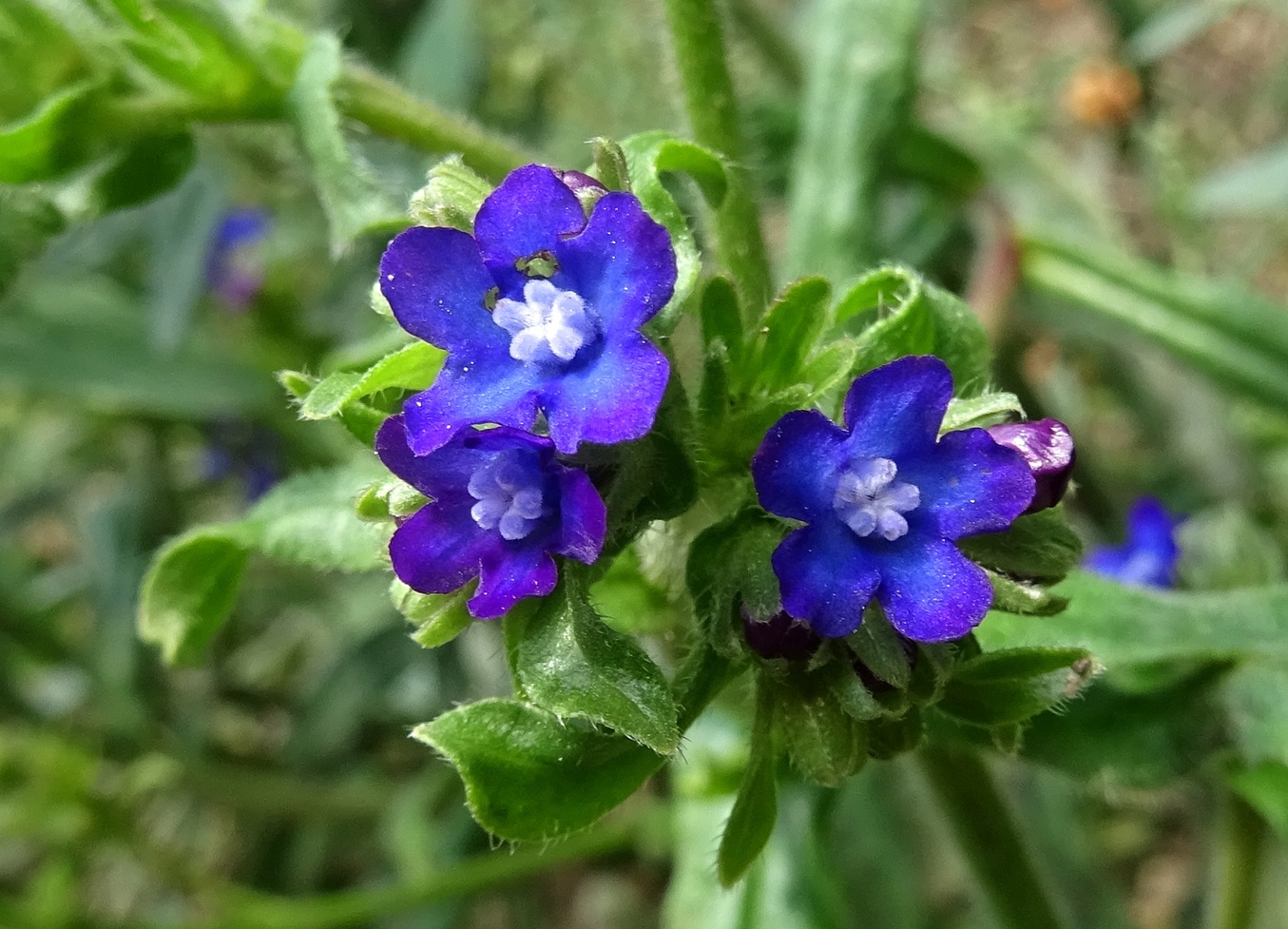 2025-09-13 DSC00839 Anchusa officinalis.JPG