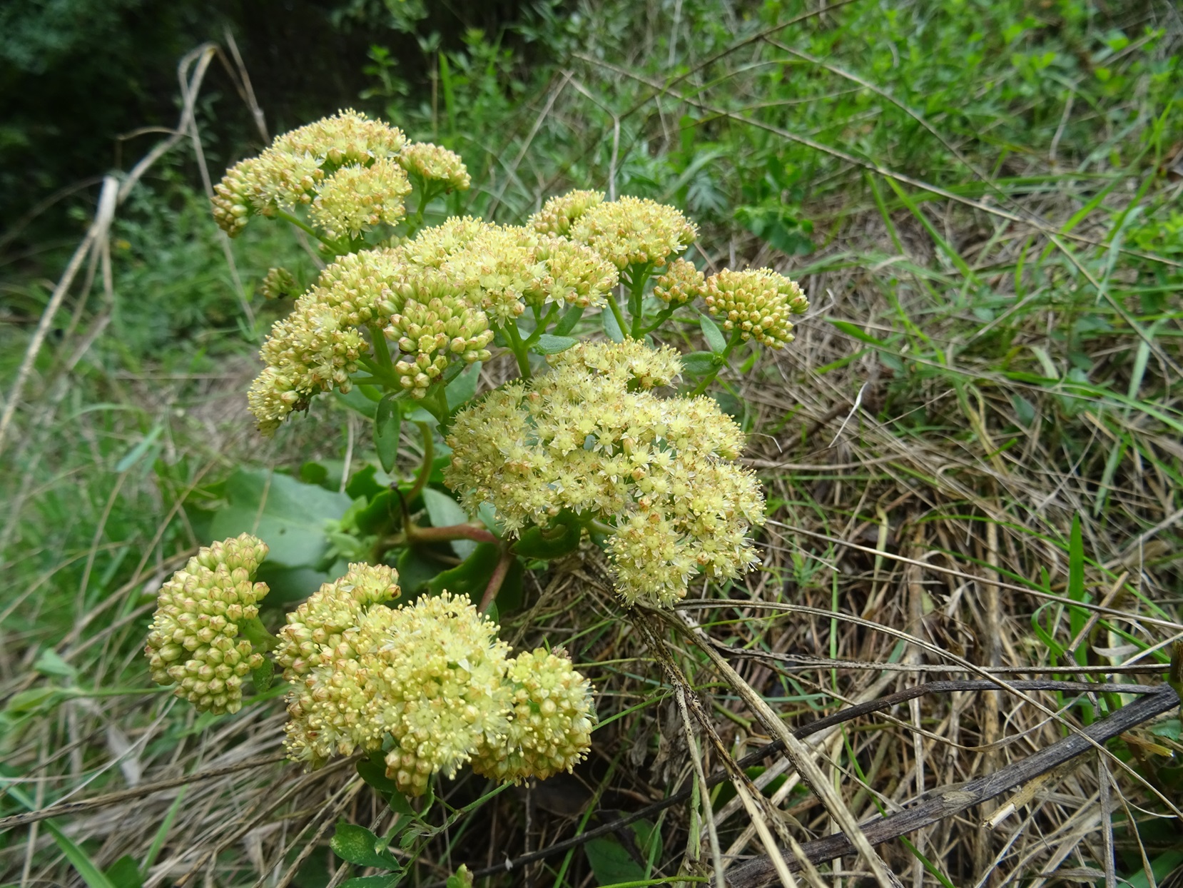 2025-09-13 DSC00928 Hylotelephium maximum.JPG