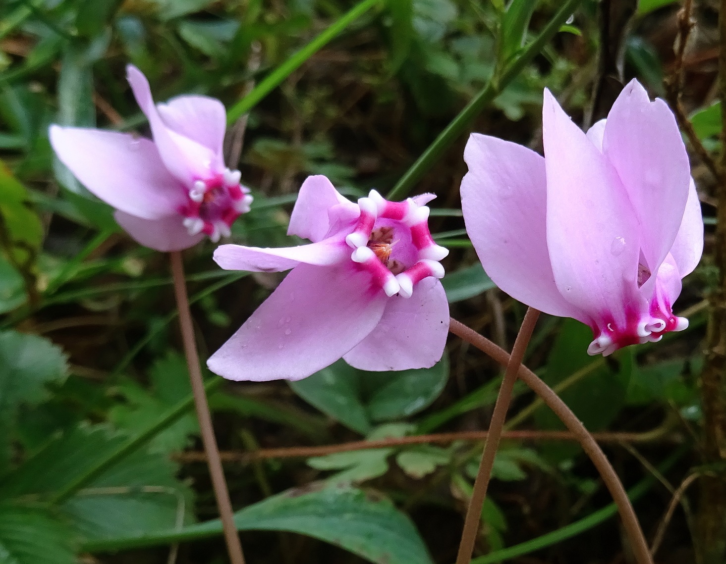 2025-09-13 DSC01232 Cyclamen hederifolium, verwildert.JPG