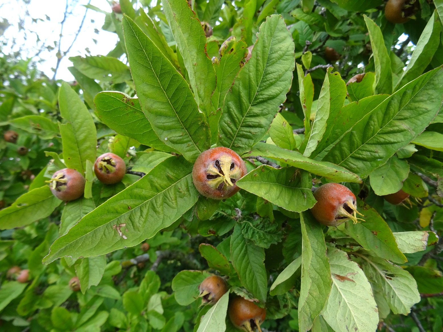 2025-09-13 DSC01264 Mespilus germanica.JPG