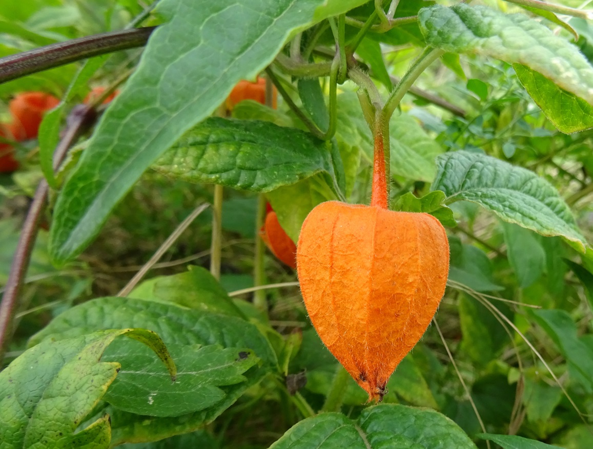 2025-09-13 DSC01290 Physalis alkekengi.JPG