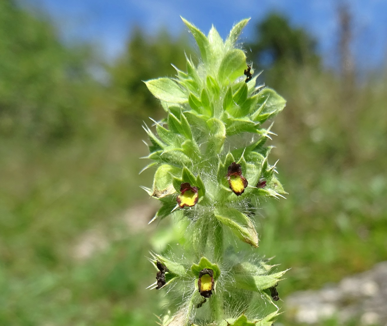 2025-09-15 DSC01333 Sideritis montana.JPG