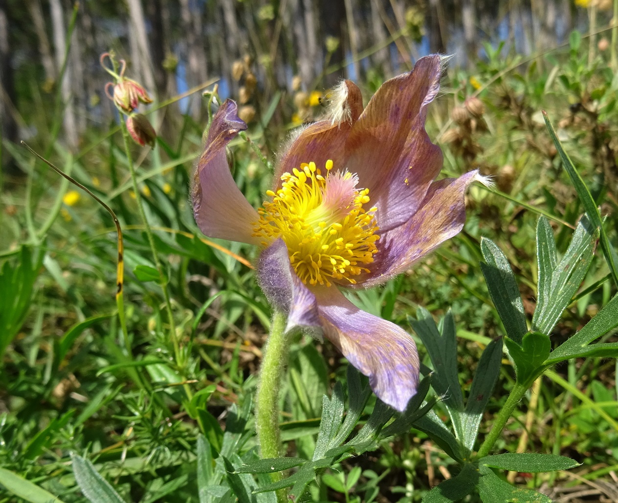 2025-09-15 DSC01355 Pulsatilla grandis.JPG